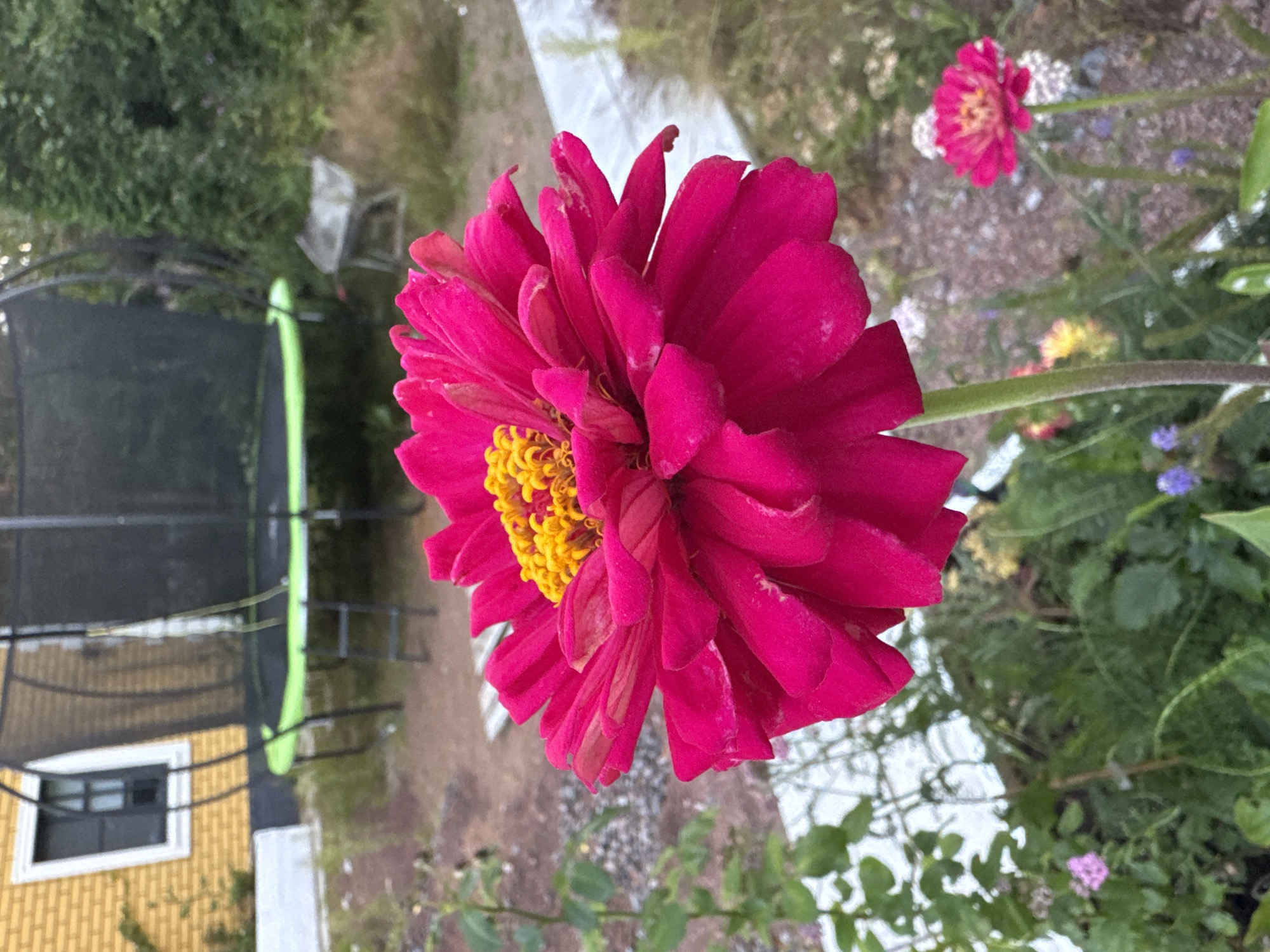 In a garden setting in Zelenaya Roshcha, Russia, a vibrant, fuchsia-colored zinnia flower dominates the foreground, its layered petals and bright yellow center clearly defined. Behind it, a trampoline with a green safety mat is visible, along with a yellow brick house with a dark-paned window. The background features lush green foliage, scattered rocks, and a small, weathered wheelbarrow. The overall scene captures a moment of natural beauty juxtaposed with recreational equipment and domestic elements.