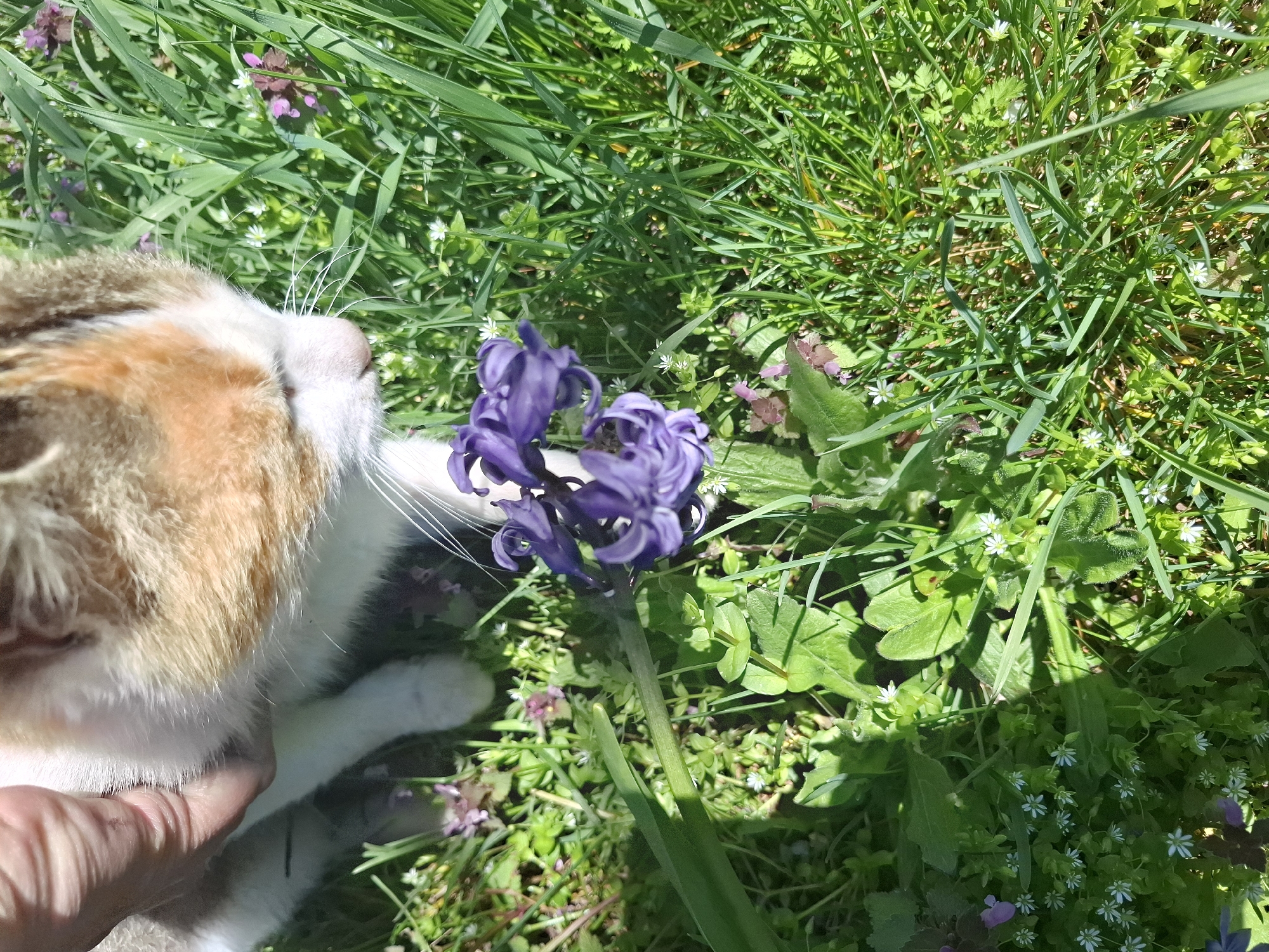 A cat is lying in grass near a blooming purple hyacinth flower. Part of a person's hand is visible, holding the cat. The grass contains some small white flowers and purple clover. The location is Gramada, Bulgaria.