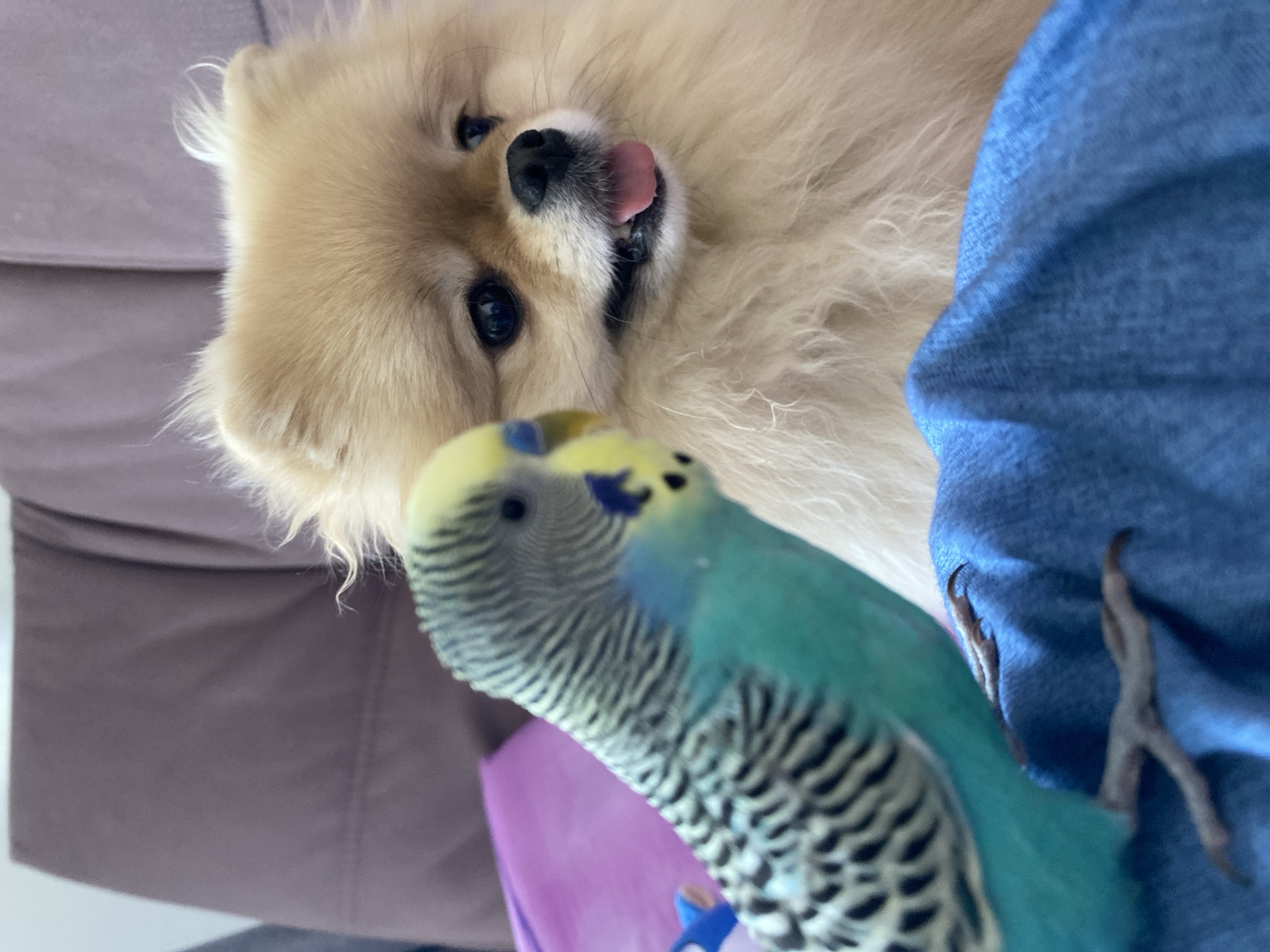 A close-up, high-angle shot depicts a light-beige Pomeranian dog and a blue and grey parakeet. The dog is lying down, with its head tilted toward the camera, sticking out its tongue. The parakeet is perched in the foreground, facing the camera, with its claws gripping blue denim fabric. The background consists of a brown fabric surface, suggesting a sofa or cushion. The location is unknown.