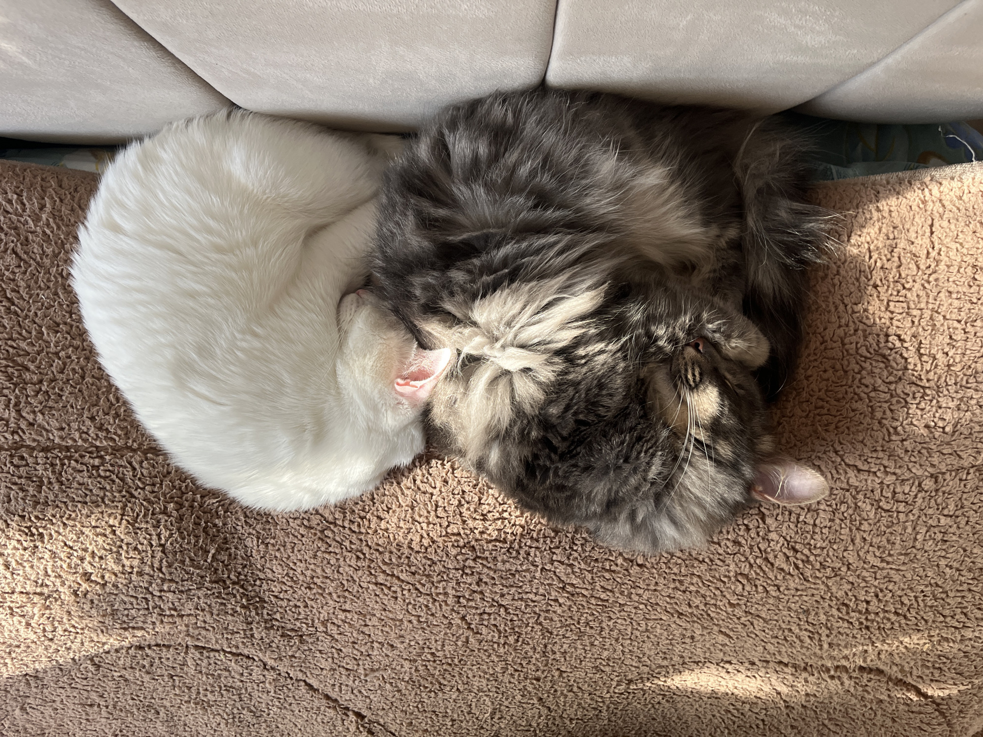 Two cats, one white and one grey, are curled up together on a tan, textured surface. They are positioned near a light-colored cushion or sofa. The scene is illuminated by natural light, with shadows visible on the surface. The location is unknown, and there is no indication it is in Buenos Aires, Argentina.
