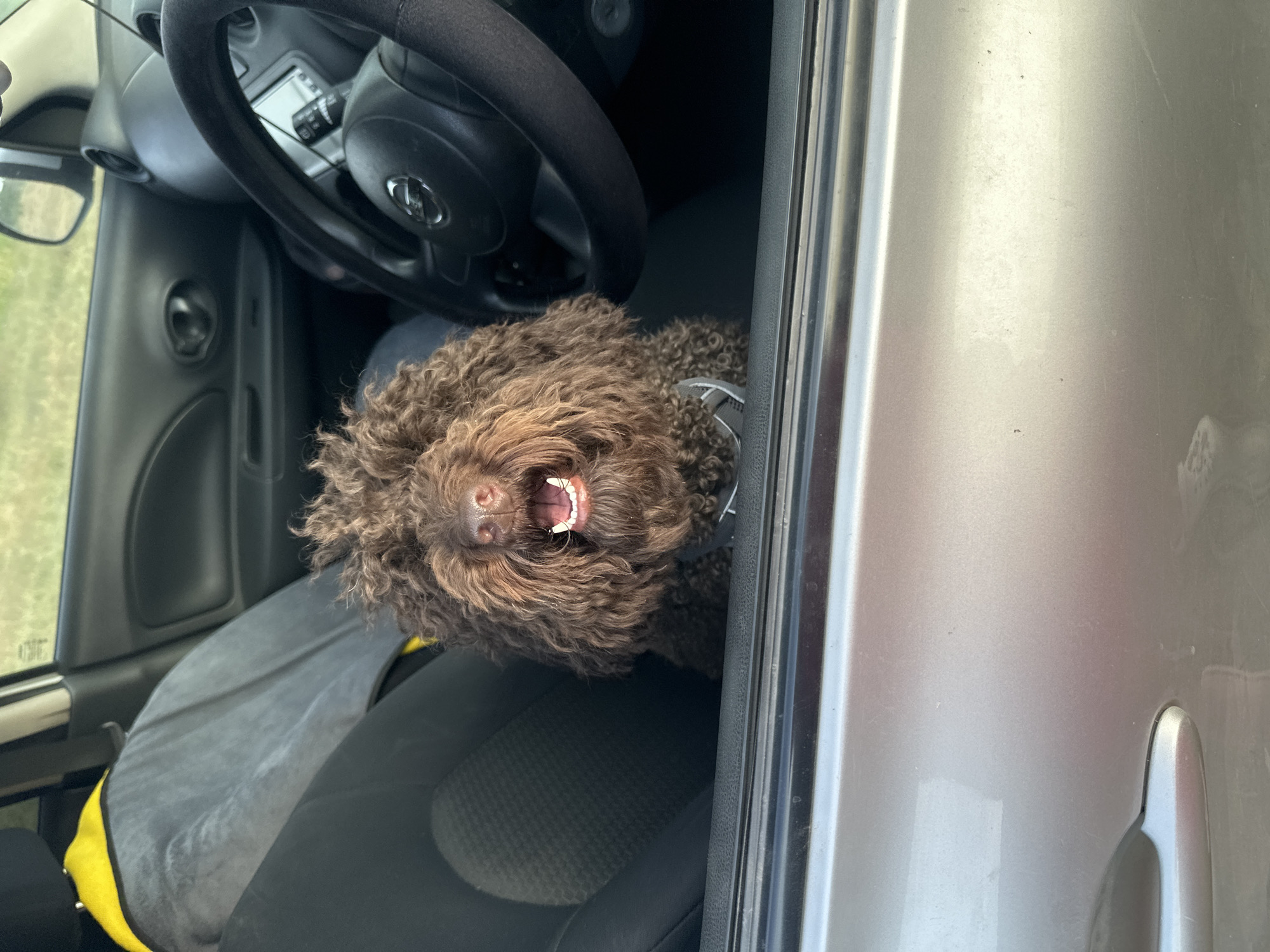A brown, curly-haired dog is sitting in the driver's seat of a car, with its head leaning out of the open door. The dog is panting, with its mouth open and tongue visible. Its fur is fluffy and textured. The interior of the car, including the steering wheel and dashboard, is visible. The dog is wearing a dark harness. Outside the car, a blurry green field can be seen. The car appears to be parked outdoors, possibly in a rural area, given the field. The image is taken from a slightly elevated angle, looking down at the dog. The lighting suggests it is daytime, with natural light illuminating the scene. The overall mood is casual and perhaps indicates the dog is enjoying a car ride.