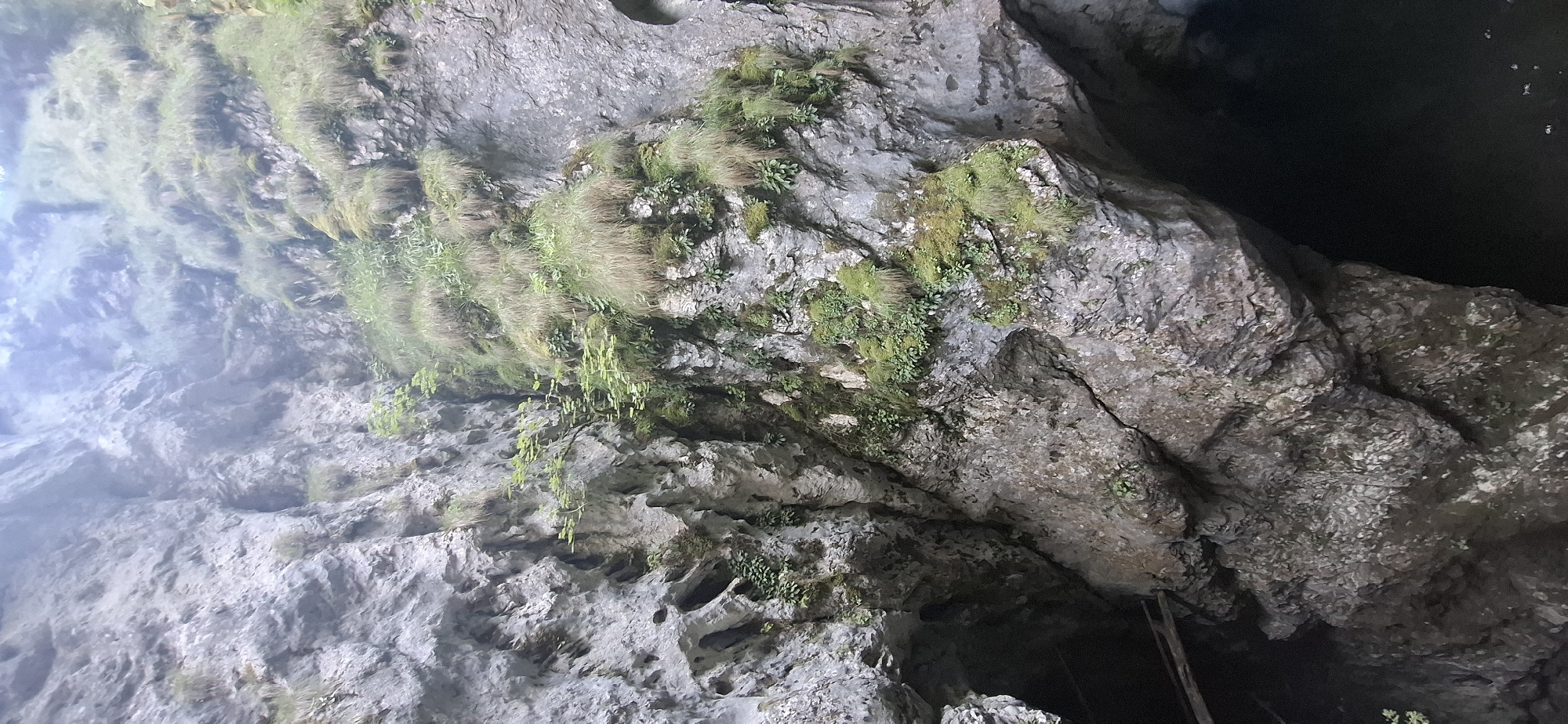 The image depicts a rugged, natural environment within the Trigrad Gorge in Bulgaria. The scene is dominated by steep, rocky cliffs characterized by porous, grey stone and patches of green vegetation, including moss and grass. The cliffs show signs of erosion and appear wet in some areas, suggesting a damp climate or recent precipitation. There are visible crevices and overhangs within the rock formations, creating shadows and adding to the dramatic topography of the gorge.
In the lower left portion of the image, a dark opening suggests the entrance to a cave or a deep recess within the gorge. A wooden structure, possibly a simple bridge or walkway, is partially visible leading into this dark area. The water surface at the bottom right is dark and appears still, with a few small, light-colored objects that could be pebbles or debris on its surface. The overall atmosphere is one of a wild and untamed natural landscape. There are no people visible in the image, and the focus is entirely on the geological features and the surrounding flora.