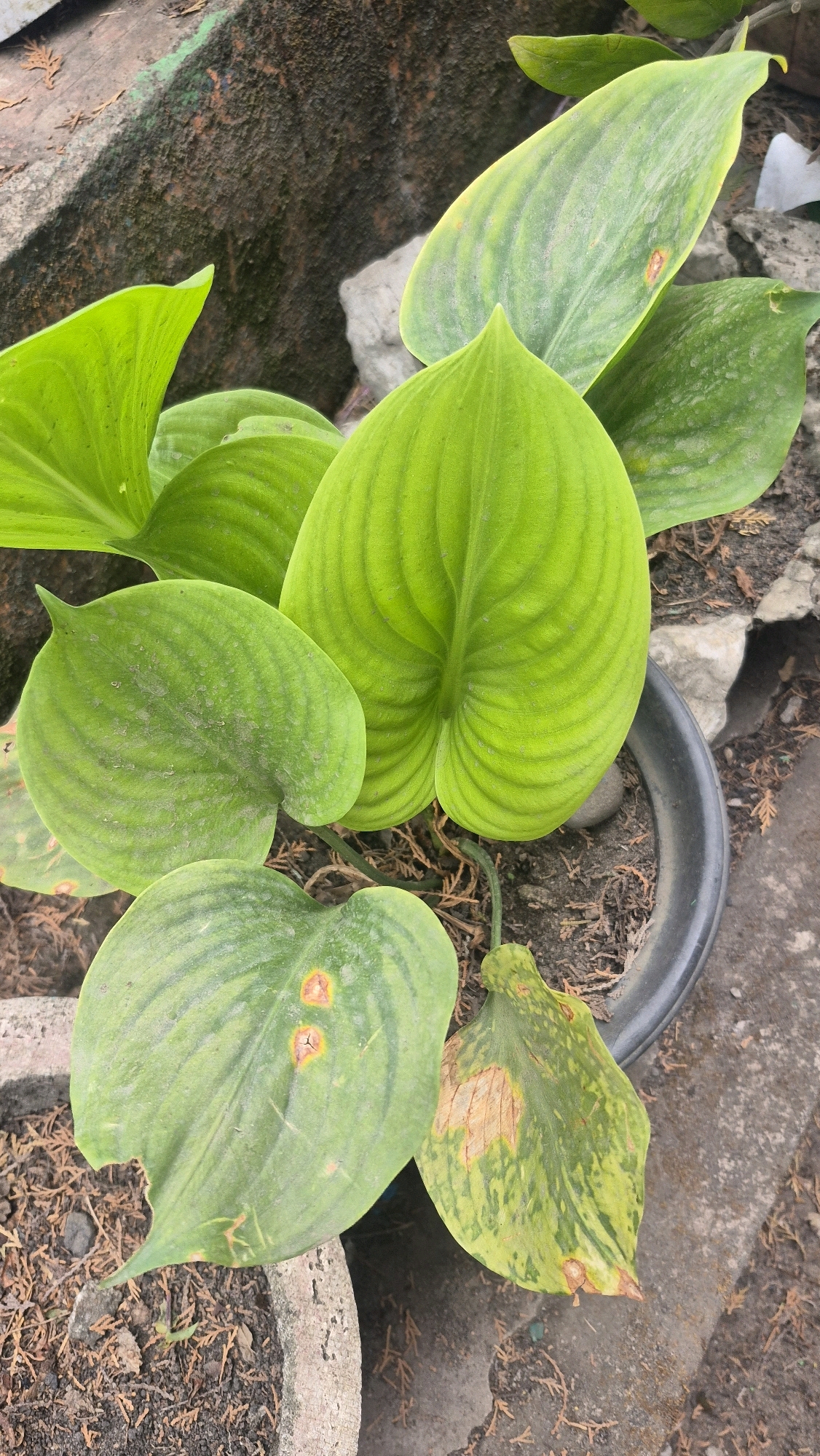 A close-up, overhead shot captures a potted hosta plant with several large, vibrant green leaves. Some leaves exhibit signs of distress, with brown, dry spots and yellowing discoloration. One leaf has a tear on its edge. The plant is situated in a dark grey pot filled with soil and dried plant debris. The pot rests on a textured, weathered concrete surface, which appears to be outdoors. In the background, a moss-covered, rough-textured wall can be seen, along with scattered rocks and more concrete. The overall impression is of a neglected or struggling plant in an outdoor environment. The specific location in Putak, Indonesia, is not visually discernible from the image itself.