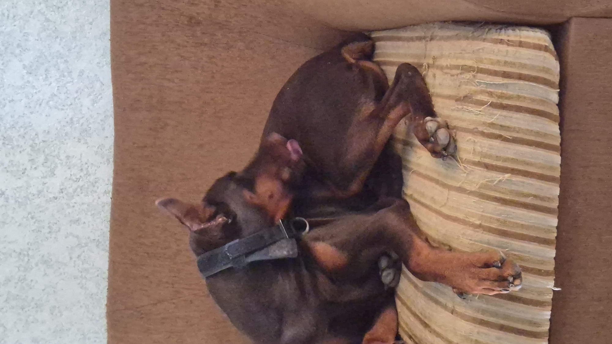A brown Doberman is lying on a striped couch in Neftegorsk, Russia. The dog is curled up and appears to be licking its own paw. The couch is a dark brown color with lighter brown stripes and shows some wear and tear. The background is a textured wall.
