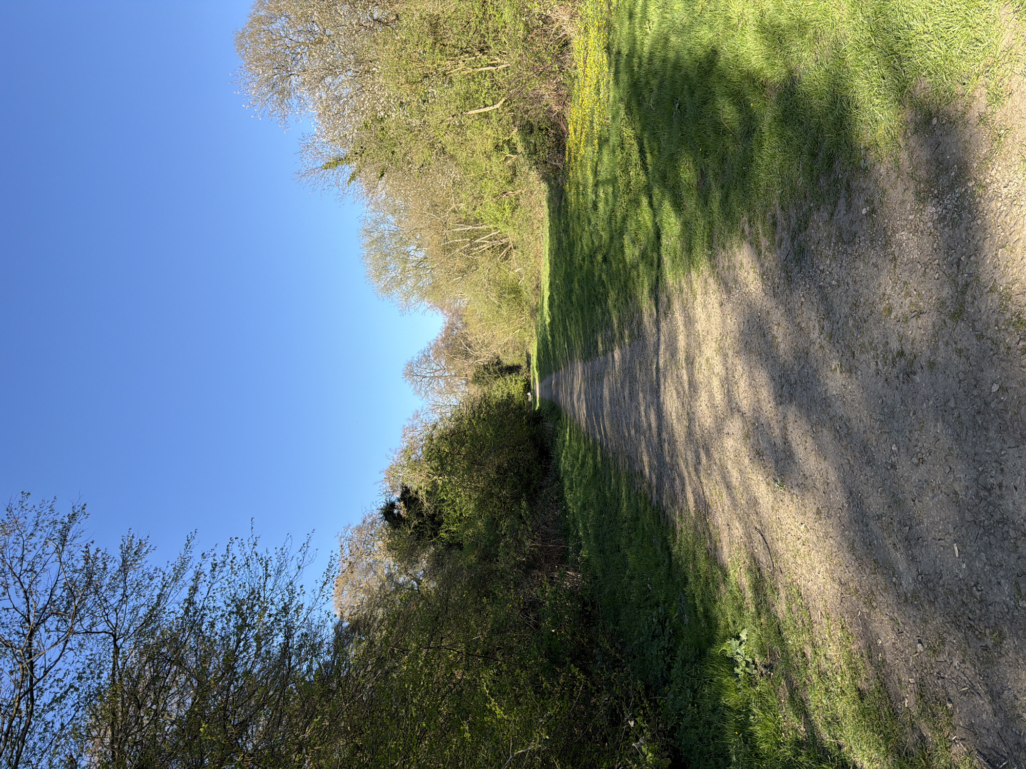 The image depicts a dirt path in a park or wooded area. The path leads into the distance. Grass and trees line both sides of the path. The sky is clear blue. The photo was taken during the day. The location may be in Maidstone, United Kingdom, based on the assumption made in the prompt.
