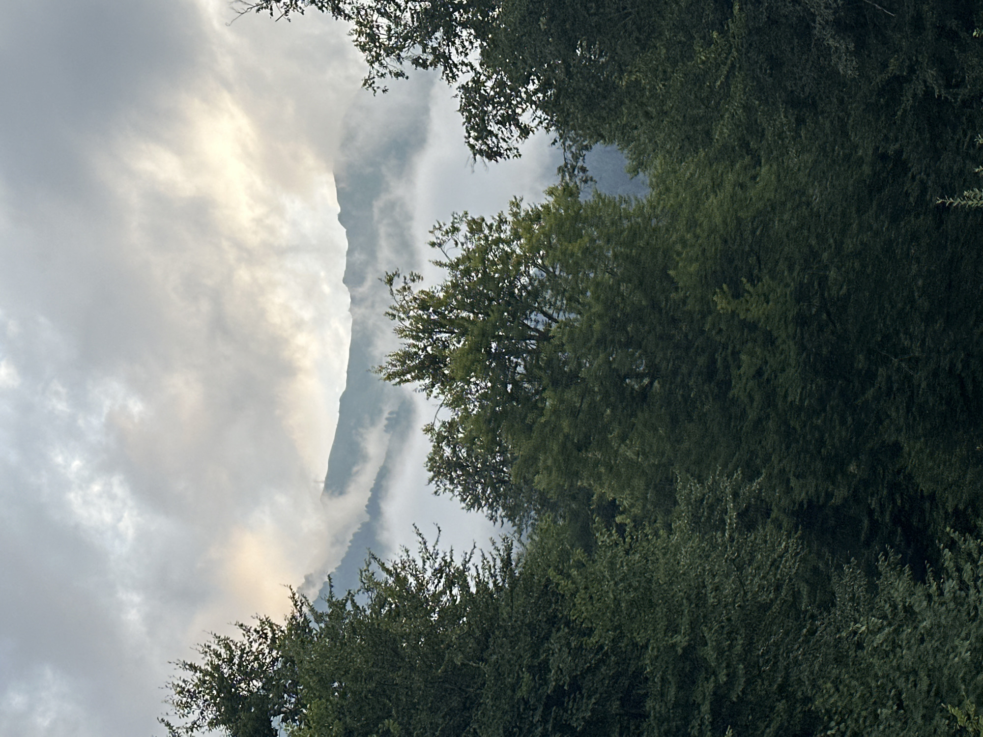 This is a vertical, eye-level, medium shot of a misty mountain landscape viewed through a forest. In the foreground, dense, dark green trees with full foliage dominate the frame, partially obscuring the view of the mountains. The leaves are a deep green and appear lush. In the mid-ground, the mountains are shrouded in thick, white mist, with only the peaks visible. The mist creates a soft, diffused light. The sky above is overcast with pale gray clouds, with a faint glow of sunlight breaking through in the upper right quadrant. The scene is serene and atmospheric, suggesting a cool, damp environment. The location is the city of Estosadok, Russia. There are no people or discernible actions or interactions in the image.
