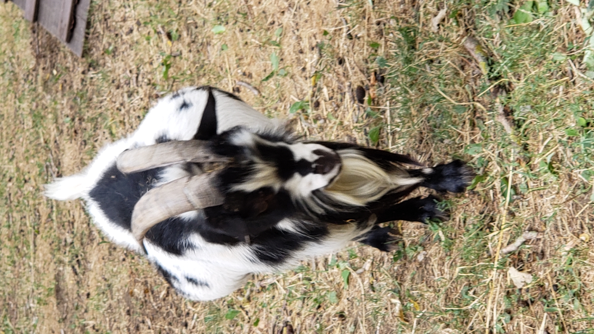 A black and white goat stands on dry, brown grass with sparse green shoots. The goat has prominent, curved horns and a shaggy beard. Its fur is patterned with black and white patches. The ground is uneven and appears to be an outdoor area, possibly a field or pasture. No buildings or other structures are clearly visible, and there are no people in the image. The image does not provide any specific visual cues to indicate a location within the city of Prešov, Slovakia.