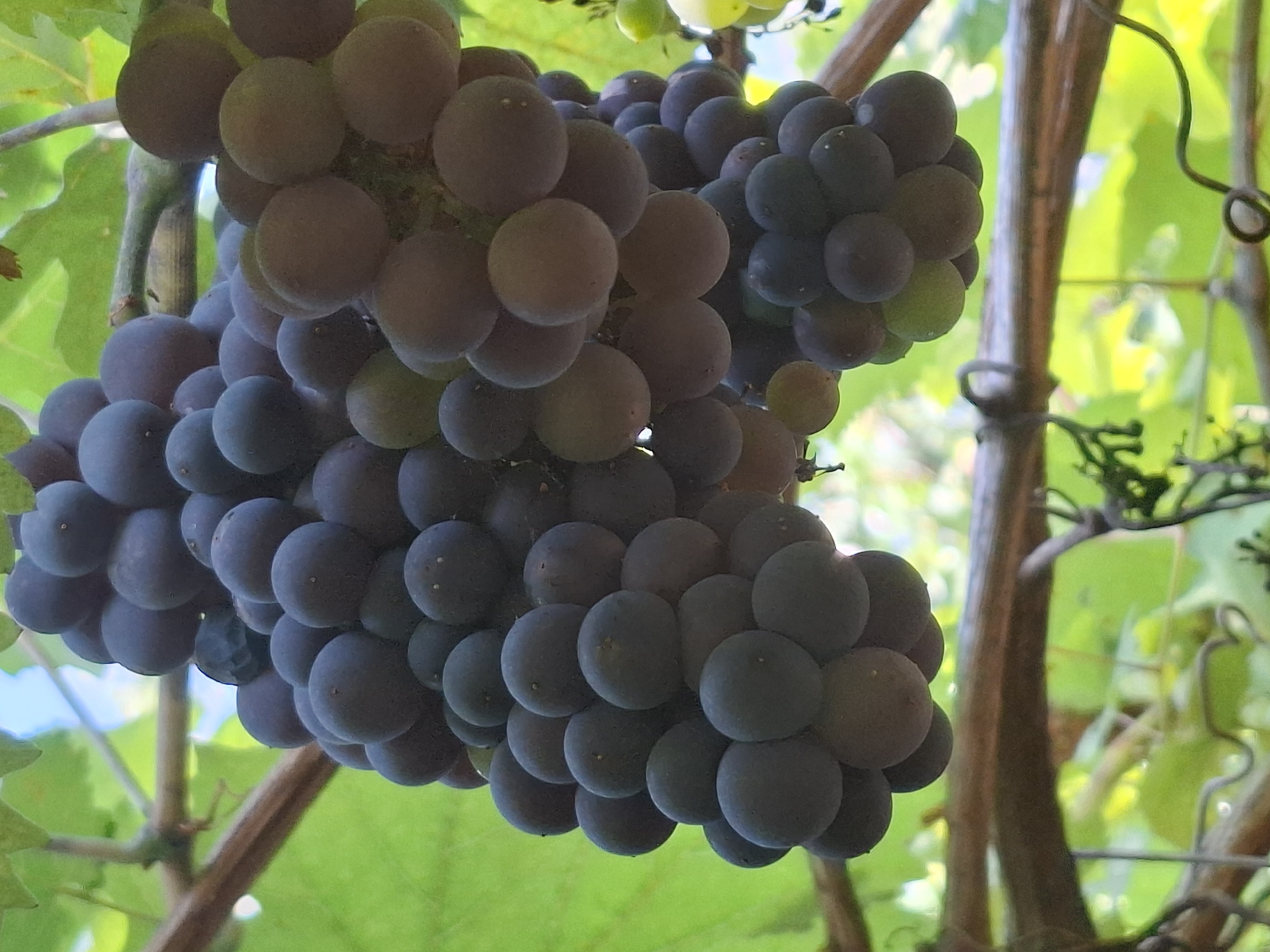 A close-up, vertically oriented photograph captures a cluster of ripe, dark purple grapes hanging from a vine. The grapes are round and plump, with a slightly dusty bloom on their skins. The cluster is dense, with many individual grapes tightly packed together. The vine itself is woody and brown, with tendrils and green leaves visible in the background, creating a natural, outdoor setting. The lighting suggests it is daytime, with dappled sunlight illuminating parts of the grapes and foliage. The image does not contain any people or man-made structures, and its context within Almaty, Kazakhstan, is not visually discernible.