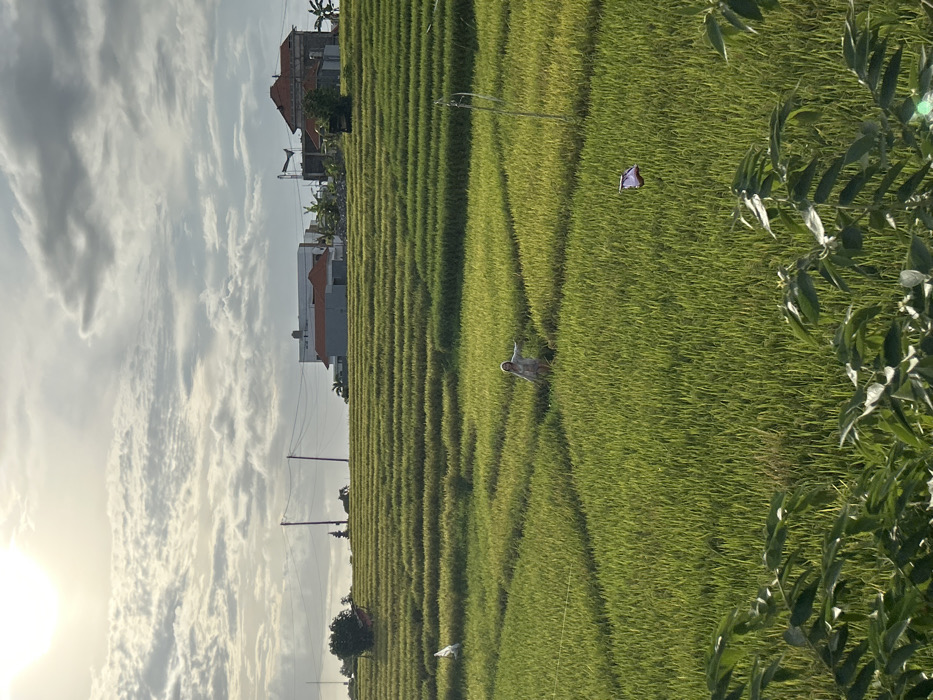 The image displays an expansive agricultural landscape featuring tiered rice paddies under a partly cloudy sky. The sun, located in the upper-left, illuminates the scene with bright light. In the midground, extensive, verdant rice terraces are meticulously cultivated, segmented by narrow ridges. One scarecrow-like figure, composed of light-colored material with outstretched arms, stands in the lower-left section of the rice fields. Another object, a white and purple bag or kite, is suspended on a pole within the rice plants to the right, beside an upright slender pole. In the background, several residential buildings with varying roof types (red-tiled and flat gray) are situated on an elevated ridge, accompanied by utility poles and power lines. A large, dark, animal-shaped sculpture, possibly an elephant, is partially visible on the far left of the distant ridge. Dark green foliage partially obstructs the immediate foreground. The location is Unknown, Unknown.