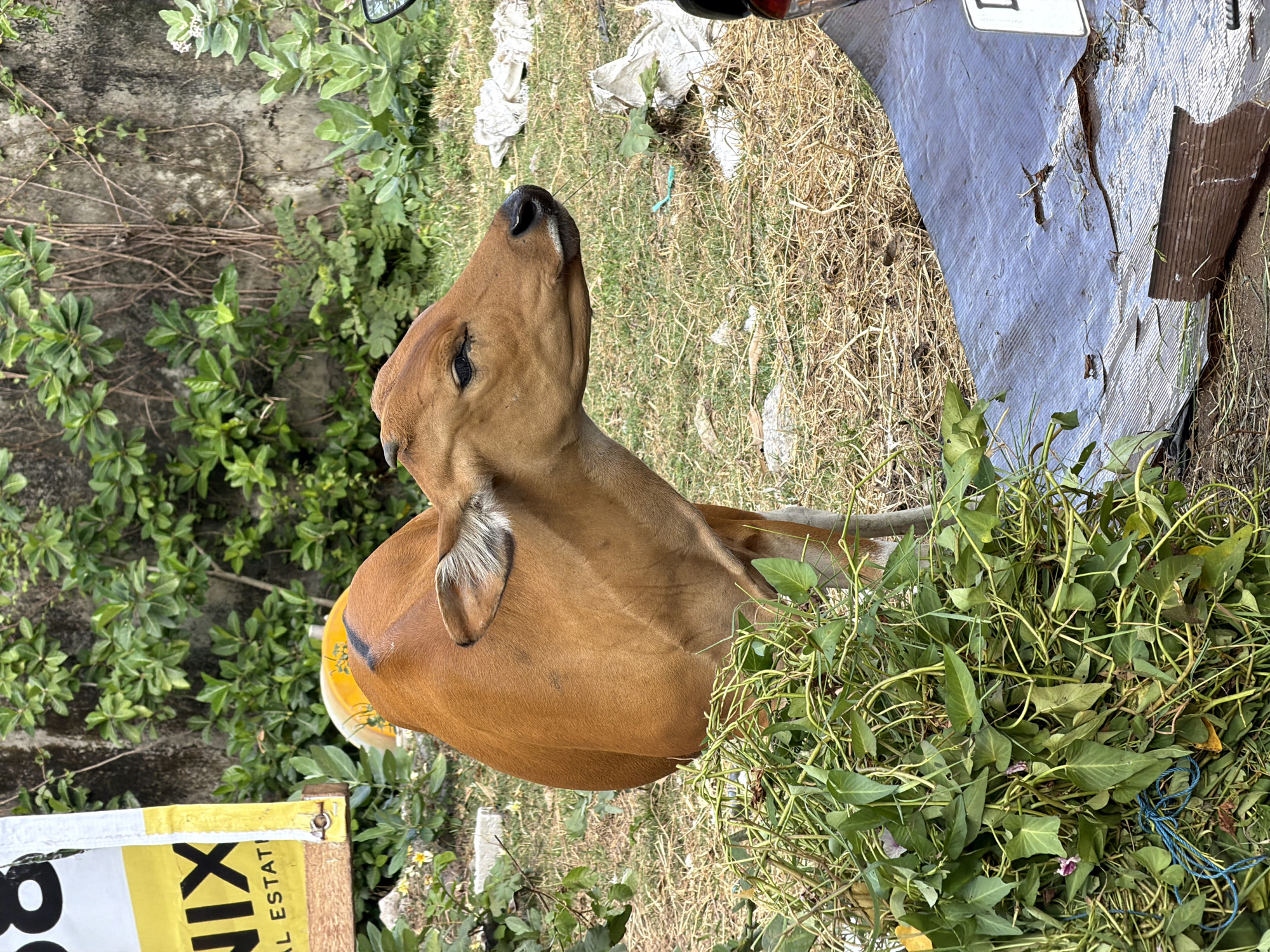 In Kuta, Indonesia, a young brown calf stands near a pile of green vegetation. The calf's head is turned to the right, its eyes are closed, and its mouth is slightly open, as if it is chewing or about to chew. The calf is standing in a dry, grassy area, with a textured dark blue tarp to its right. Behind the calf, a grey concrete wall is covered in vines. A yellow sign with black lettering, partially visible on the left, reads "NIX AL ESTATI". The scene appears to be outdoors, possibly in a residential or semi-rural area.