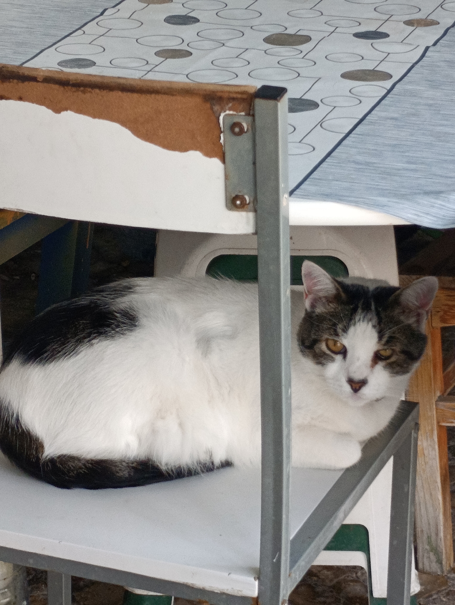A black and white cat rests on a white plastic chair under a table covered by a patterned tablecloth. The cat is a domestic shorthair with patches of black on its back and tail, and predominantly white fur on its chest and face. Its eyes are a yellowish-green hue, and it appears relaxed. The chair is supported by a grey metal frame, and part of the frame is visible in the foreground. The background shows a wooden chair and a glimpse of an outdoor setting, suggesting this scene might be from a patio or an outdoor seating area.