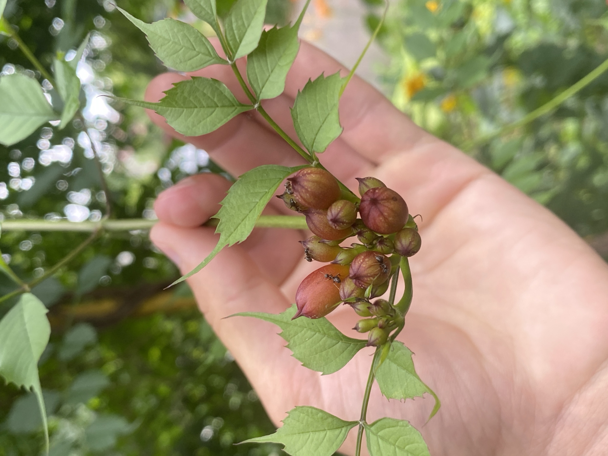 The image is a close-up shot of a hand holding a stem with developing seed pods and leaves. The hand is gently cupping the stem, with fingers partially visible. The seed pods are small, elongated, and have a reddish-orange hue, some appearing to be immature with a purplish tinge. Several tiny black ants are visible crawling on some of the seed pods. The leaves are green, lobed, and have serrated edges, typical of a vine. The background is blurred, showing a lush green environment with hints of yellow flowers in the distance, suggesting an outdoor setting. The lighting is natural, creating soft shadows and highlights. The image does not contain any elements that allow for specific identification of a location within the city of Poltava, Ukraine.