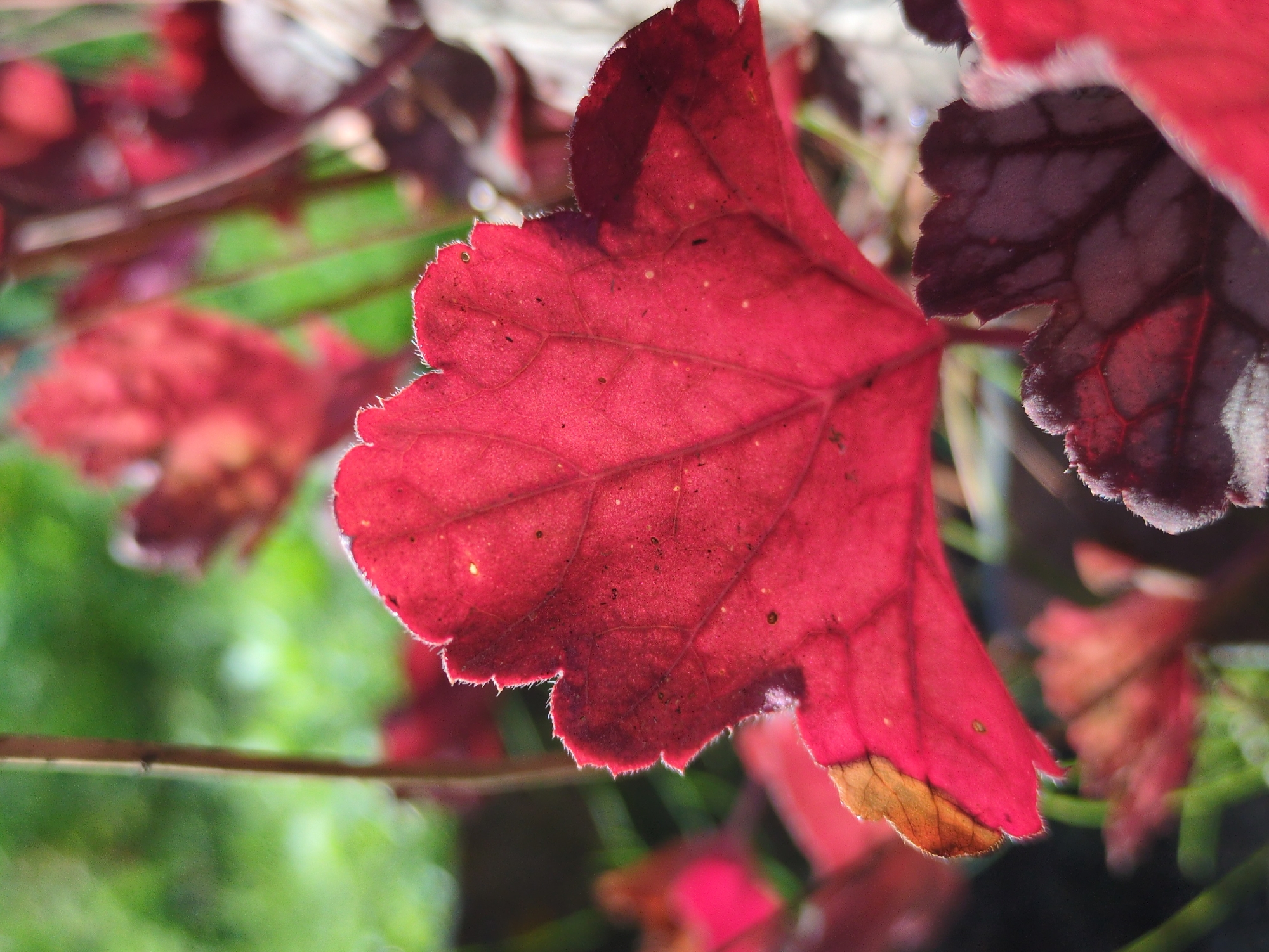 The image is a close-up, vertically oriented, outdoor photograph of red and dark red Heuchera leaves. The primary subject is a large, bright red leaf positioned in the center of the frame, angled slightly to the left and facing upwards. Its edges are serrated and fringed with fine white hairs, and its surface shows prominent veins. A small section of a dried, brown edge is visible on the lower left of this leaf. Behind and to the sides of this main leaf are other Heuchera leaves, some a deep, dark red with visible veining, others a brighter red. The background is softly blurred, with streaks of green suggesting foliage and a thin, vertical brown stem or branch running from the top to the middle of the frame. The lighting appears to be natural, casting soft shadows and highlighting the translucent quality of the red leaves. No people, animals, or man-made structures are visible. The image was captured in a natural setting, possibly a garden or park. There is no information within the image to indicate its location in Kulebaki, Russia.