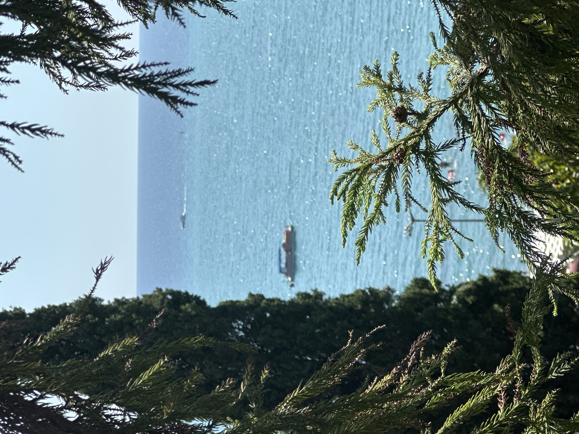 The image depicts a view of the Black Sea from a location in Sochi, Russia, framed by evergreen foliage. In the foreground, the branches of an evergreen tree, possibly a cypress or juniper, are visible, with their green needles sharp and in focus. Behind the branches, a tall, dark green evergreen tree stands prominently on the left.
The middle ground showcases the vibrant turquoise waters of the Black Sea. Two boats are present on the water. The closest boat is a reddish-brown vessel with a blue canopy, appearing to be stationary or moving slowly. Further in the distance, a smaller white boat is visible, leaving a faint wake, suggesting it is moving at a higher speed. The surface of the sea is textured with shimmering highlights, indicating a sunny day with light winds.
In the background, the horizon is marked by a clear, pale blue sky. A faint, almost imperceptible line suggests distant land or a hazy atmospheric effect. On the right side of the frame, partially obscured by the evergreen branches, a modern street lamp is visible, hinting at the urban proximity of the location. Some individuals can be seen in the water, likely swimmers, indicated by small, blurred shapes. The overall scene conveys a serene coastal atmosphere on a bright, clear day.