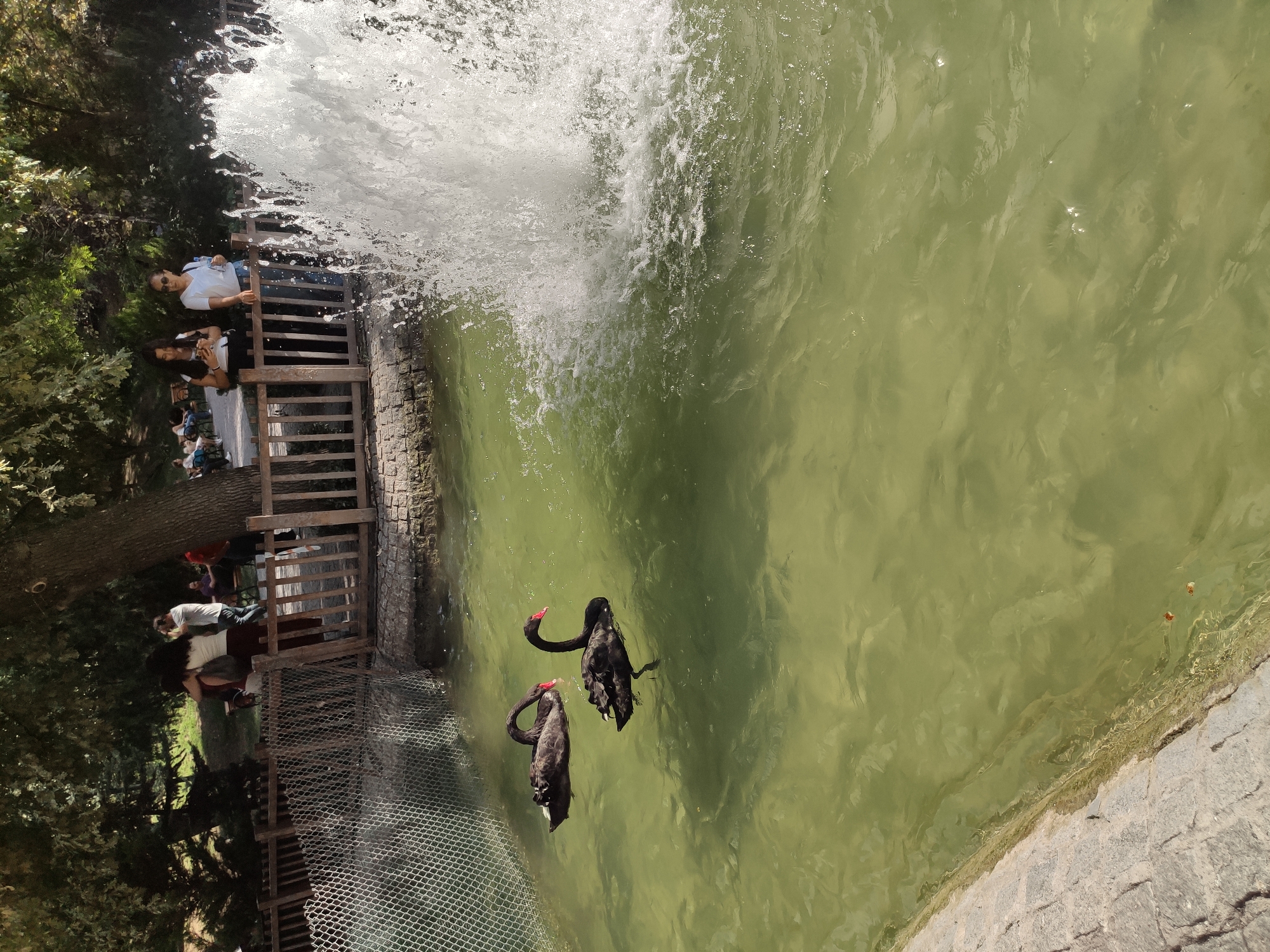 Two black swans swim in a murky green pond in a park. A fountain sprays water to the right of the swans. Several people stand behind a wooden fence looking at the pond. The scene appears to be from Ankara, Turkey, likely within a park such as Kugulu Park, known for its swan population.