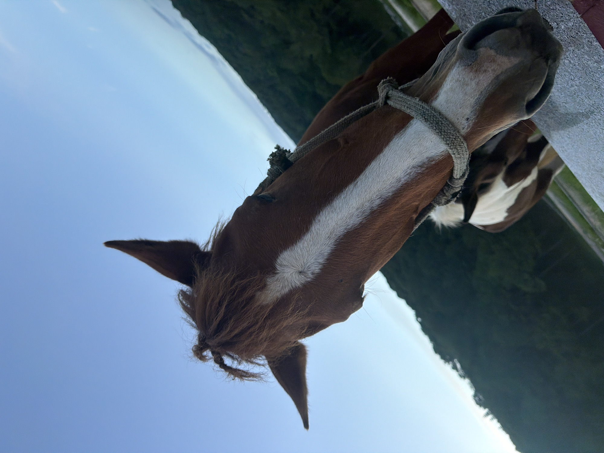 The image features a close-up, Dutch angle shot of a brown and white horse's head. The horse is wearing a simple rope halter. A prominent white blaze runs down the horse's face, extending to its muzzle. The horse's mane is brown and appears somewhat untamed, with a small braid visible. The background consists of a clear, light blue sky and a dark, textured surface that appears to be a wall or fence, likely made of concrete or stone, with a reddish-brown hue. In the distance, a dark, blurred green landscape, possibly hills or mountains, is visible. The lighting suggests it is daytime, likely late afternoon or early morning given the softness of the light and the clear sky. The overall impression is peaceful and natural, focusing on the detail of the horse's head against the expansive sky and natural surroundings.