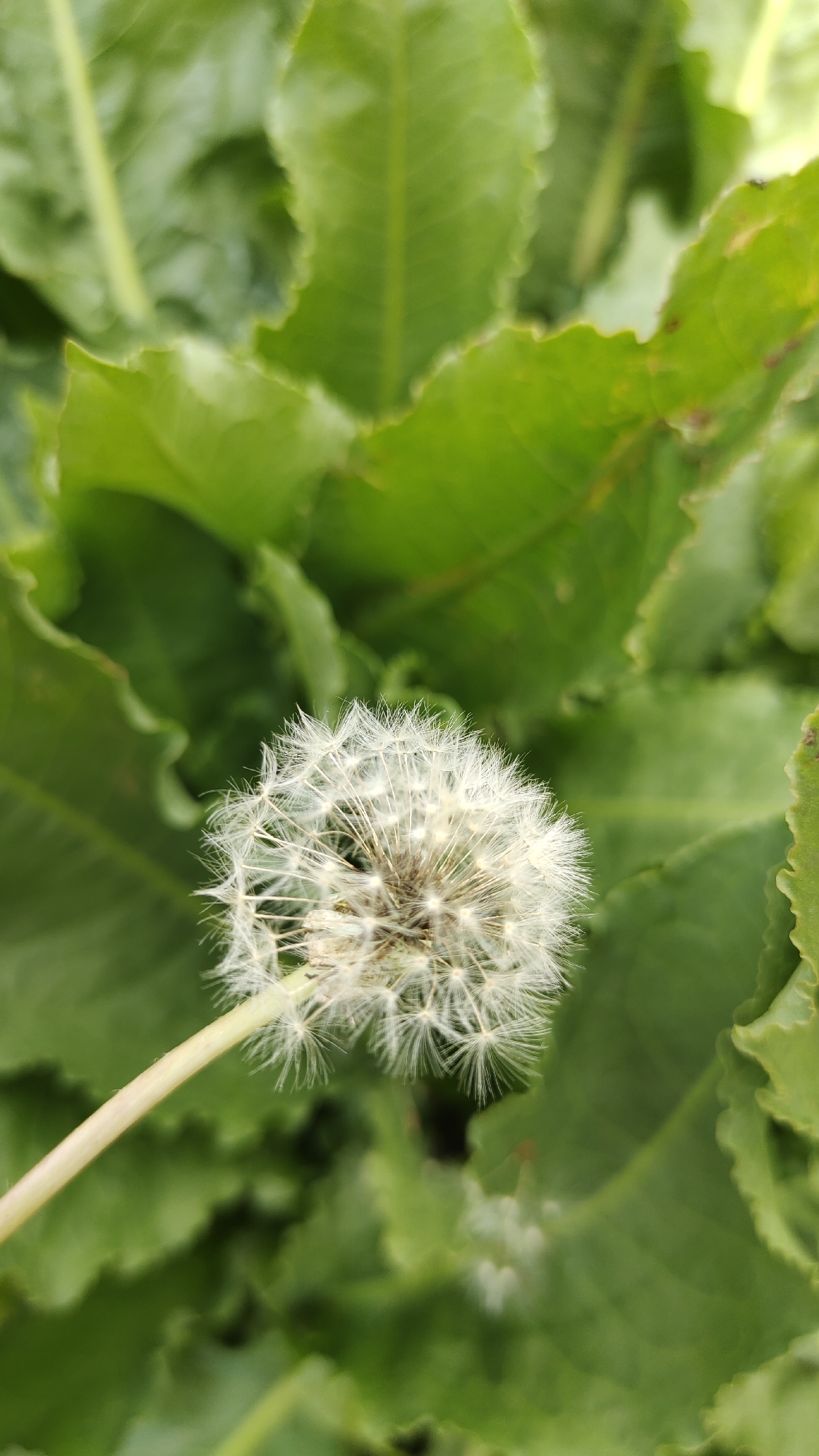 A close-up, overhead shot captures a single dandelion seed head, also known as a puffball, in the center of the frame. The dandelion is surrounded by lush, green foliage that forms a blurred background. The leaves are large with serrated edges. The dandelion itself is composed of numerous delicate white seeds attached to a central stem. The lighting appears natural, suggesting an outdoor setting. The image is a still, high-angle shot with shallow depth of field, emphasizing the dandelion.