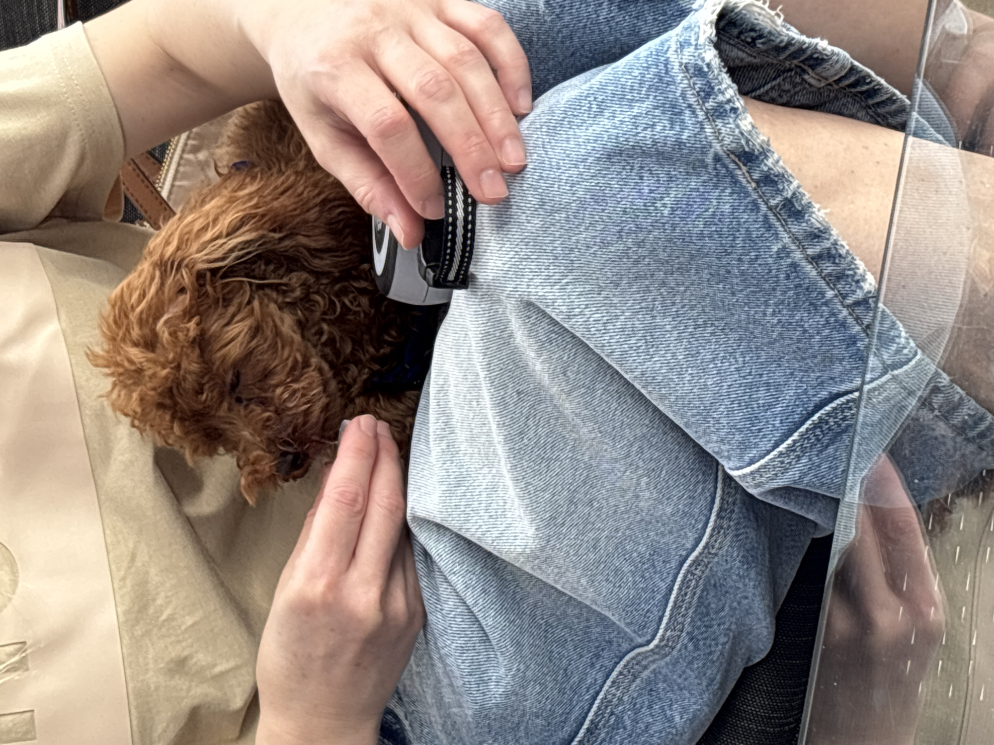 A person is seated, wearing a light beige/olive short-sleeved t-shirt with a faint embossed design on the chest, and light blue denim jeans. A small, reddish-brown, curly-haired dog, resembling a poodle, rests on their lap. The dog wears a dark blue collar. The person's left hand is positioned near the dog's snout, while their right hand holds a gray and black dog accessory with a black and white striped fabric band, likely a collar or retractable leash. A brown leather strap, possibly from a bag, is visible behind the dog. The lower portion of the scene features a clear, reflective surface, possibly glass or transparent plastic, providing a partial reflection of the area beneath the person's legs. The setting appears to be an indoor or enclosed environment. No visual information in the image indicates a specific location within the city of Ruse, Bulgaria, or any other specific geographical location.