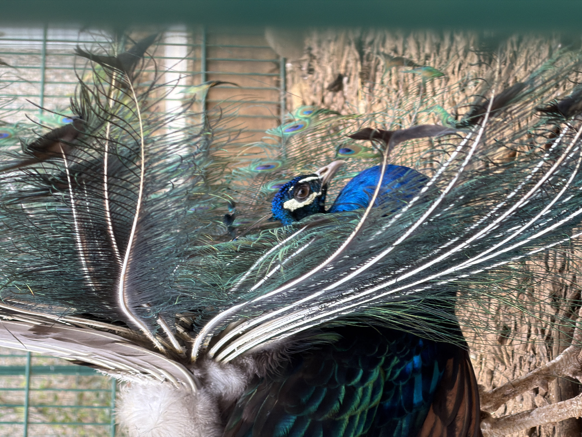 A peacock in full display of its plumage is centered in the image. The bird's head is a bright iridescent blue, marked with black and white patterns around the eye. Its feathers fan out in a semi-circle, showing a mix of green, black, and white hues, with the characteristic "eye" spots barely visible through the surrounding feathers. The lower part of the bird's body features iridescent blues and greens.
The peacock is within an enclosure. A wire fence can be seen on the left. Behind the bird, there is a brown, textured background which appears to be a tree trunk. The location is in the city of Esch-sur-Alzette, Luxembourg.