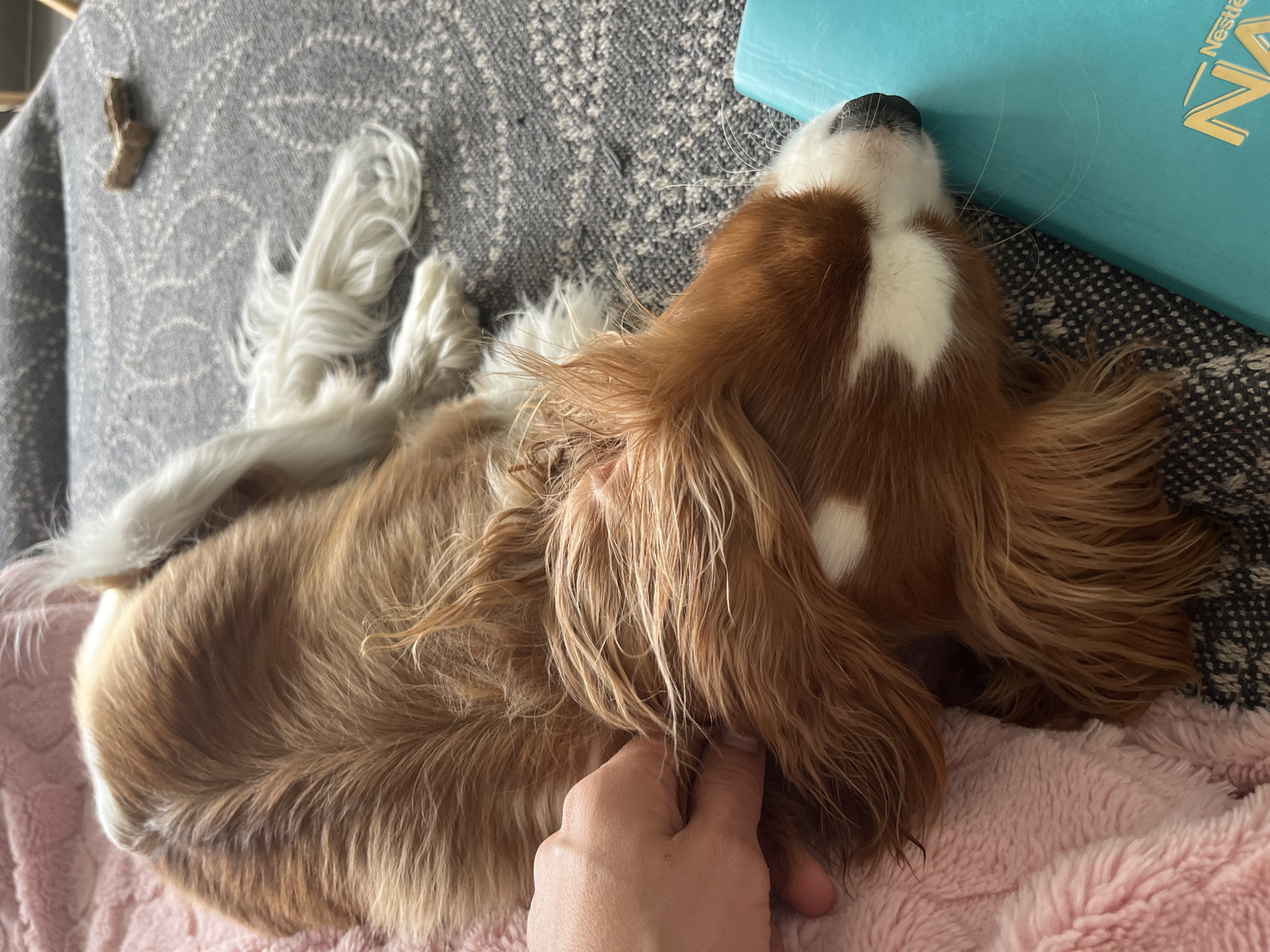 A medium shot captures a relaxed moment of a brown and white dog sleeping on a patterned grey blanket. A pink blanket is draped over the lower left of the frame, and a teal-colored book with "Nestle" and partially visible gold lettering rests to the right of the dog's head. The dog's fur is a mix of reddish-brown and white, with long, flowing hair around its head and ears. A human hand is visible on the left side of the image, gently stroking the dog's head. The background suggests an indoor setting with soft lighting. The image does not contain information about the city of Gertwiller, France.