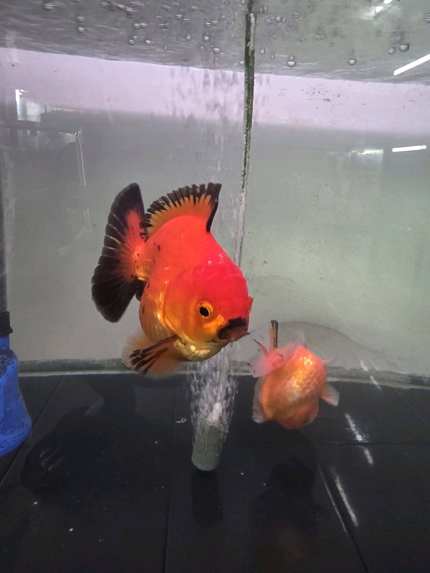 An extreme close-up shot shows two goldfish swimming in an aquarium. The larger fish, a vibrant orange and red Ryukin, dominates the foreground, facing left with its dorsal fin erect and its tail fanned out. Its eye is clearly visible, and its body is plump and rounded. To the right and slightly behind, a smaller, similarly colored goldfish is partially visible, appearing to be facing away from the camera. The aquarium's dark, reflective bottom is visible, and a thin green algae-covered tube extends vertically into the water from the top. Bubbles are rising from below the larger fish, suggesting an aeration system. The background is a blurry, light-colored wall of the aquarium, with subtle reflections of what appear to be aquarium lights. There are also small air bubbles clinging to the top of the tank. The image was taken in Tanjung Pinang, Indonesia.