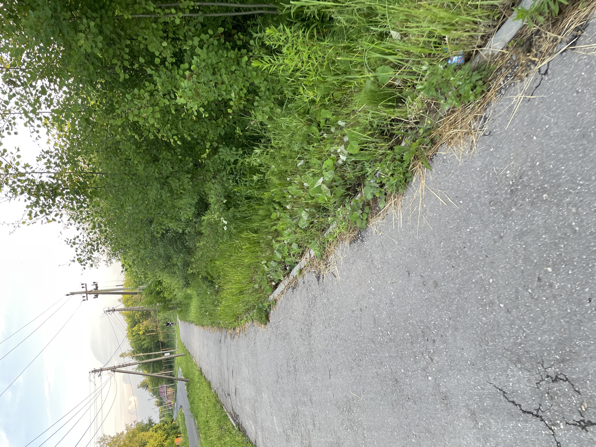 The image depicts a paved walkway or road curving to the left, bordered by lush green grass and dense trees on the right. Overhead, power lines are strung between utility poles, with some poles visible along the left side of the path. In the distance, a person is riding a bicycle on the path. A few buildings and more trees are visible further down the road on the left. The sky is partly cloudy. The scene appears to be in a rural or suburban area.