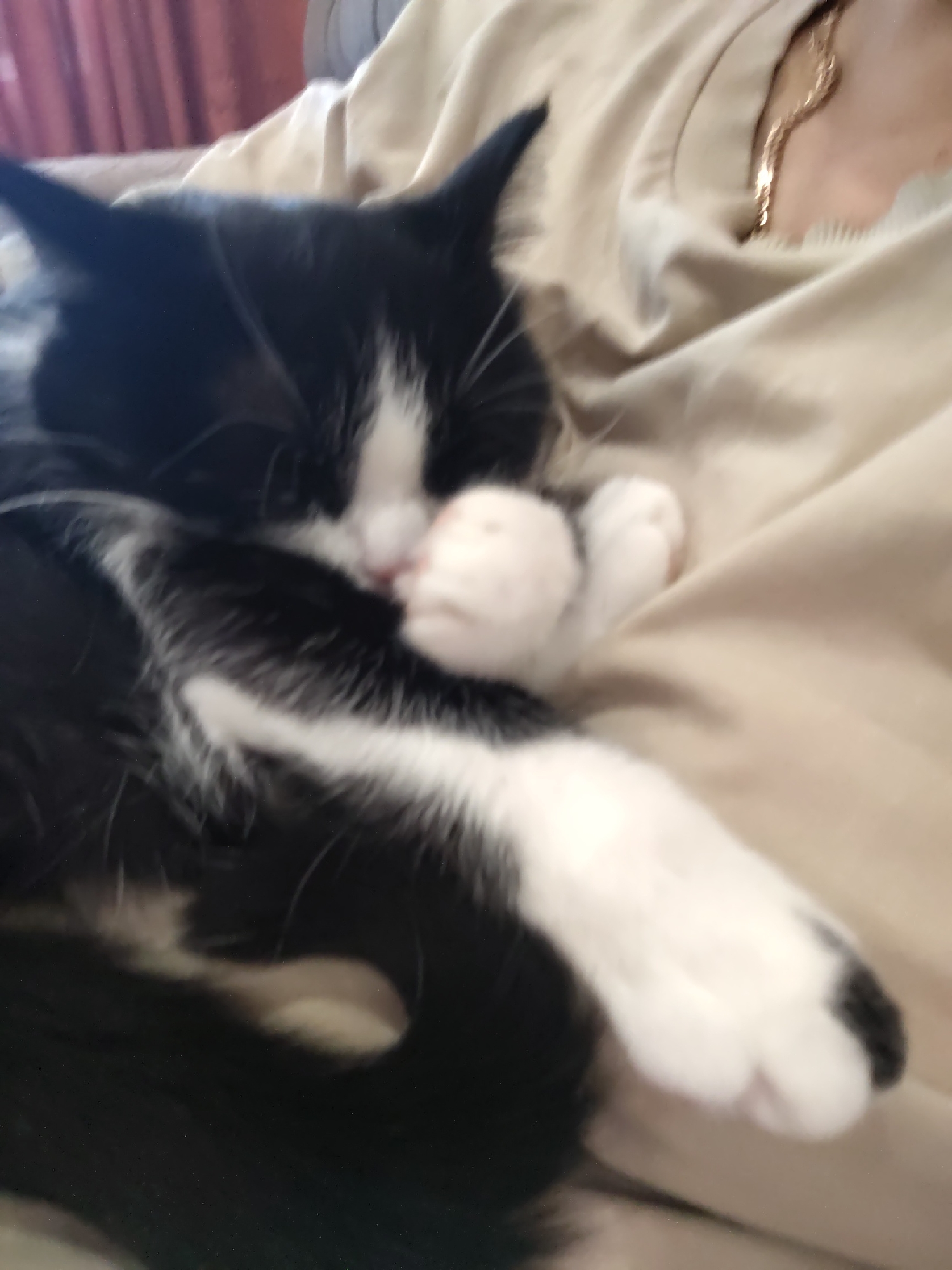 A black and white cat is sleeping on a light-colored surface. The cat is curled up, with its head resting on its paws. Its eyes are closed, and its body is relaxed. The cat's fur is soft and fluffy, and its paws are white. The background is blurred, but it appears to be a room with a window and curtains. The lighting in the image is soft and natural. The scene is peaceful and serene.