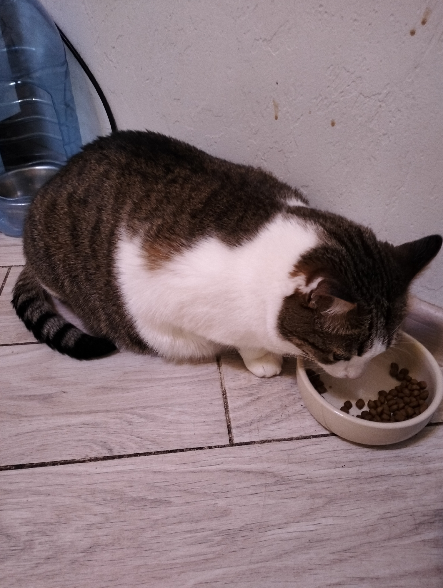 A medium-sized brown and white tabby cat is eating from a white ceramic bowl filled with brown kibble. The bowl is positioned on a light-colored, wood-patterned tiled floor. A blue water dispenser is visible in the background near a white wall that has some marks on it. The location is Krykhivtsi, Ukraine.