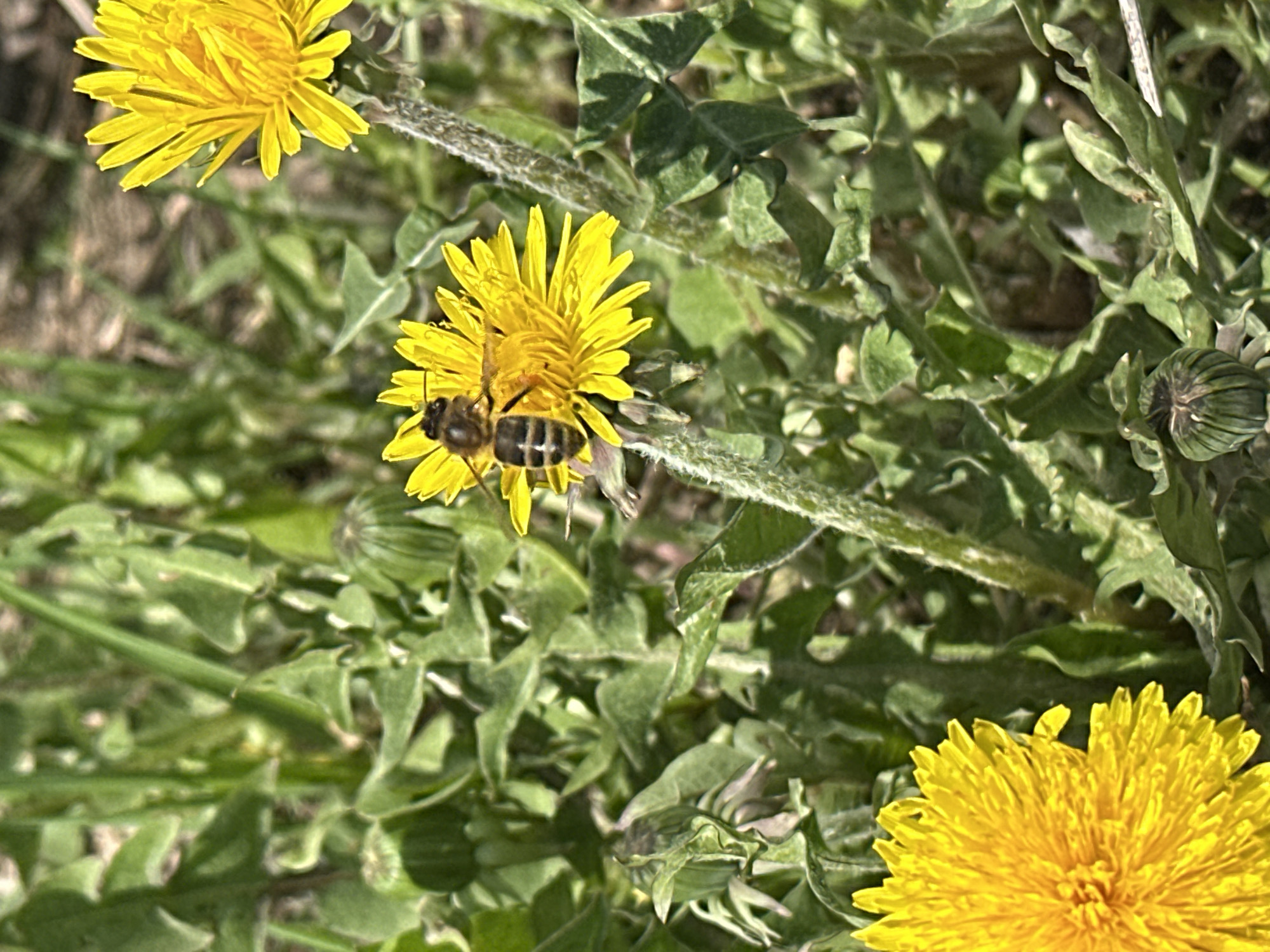 A honeybee is positioned on a yellow dandelion flower amidst a field of green foliage. Two other dandelion flowers are visible in the background. The location is not identifiable as Kharnavy, Russia based on the image alone. No people are visible.