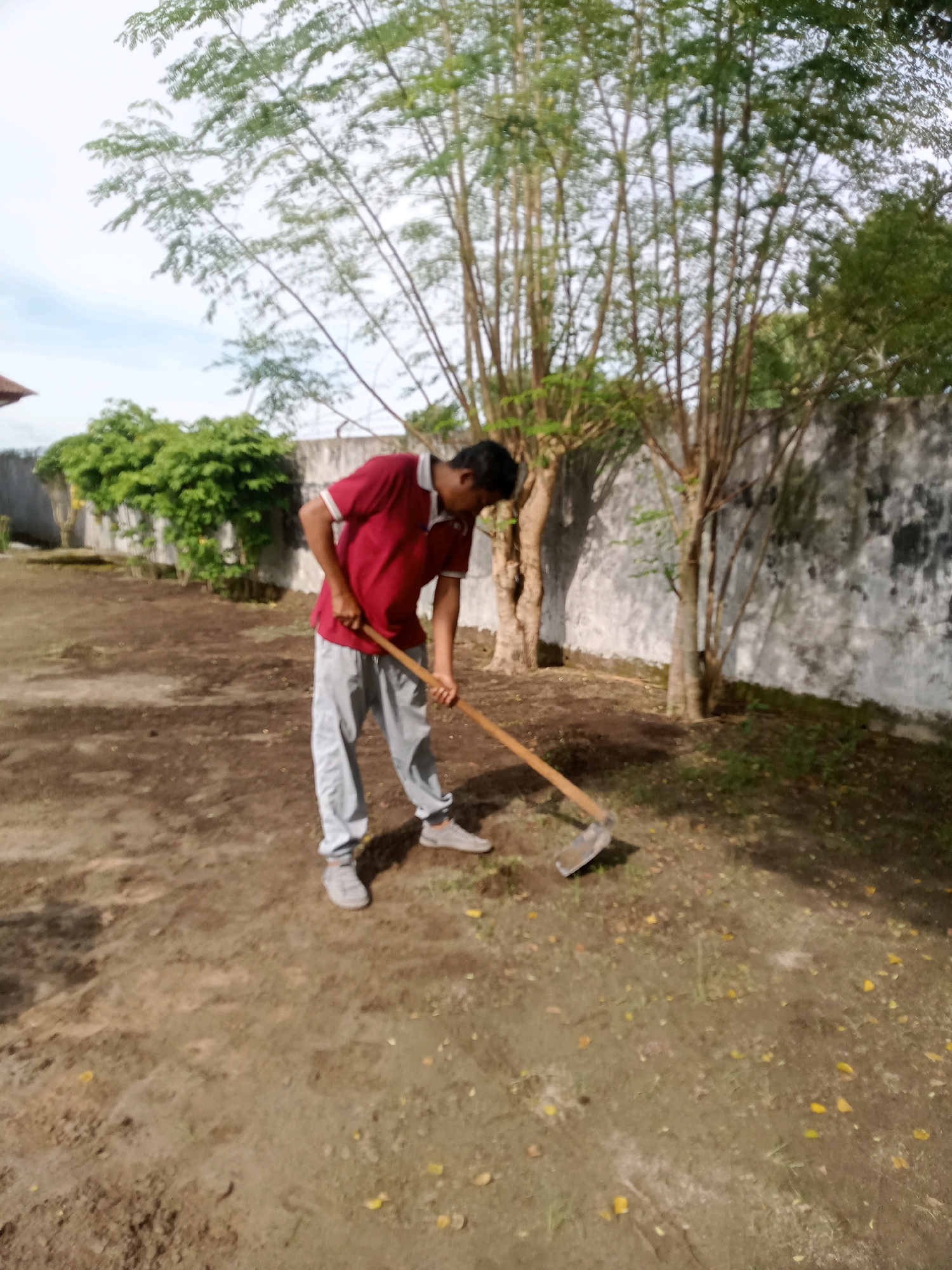 The image shows a young man in a maroon polo shirt and grey pants using a hoe to work the soil in an outdoor area. He is bent over, focused on the task. The ground appears to be dirt and some patchy grass, with scattered yellow leaves. Behind him, a white, weathered wall runs along the background, partially obscured by trees with slender trunks and green foliage. To the left, a dense green bush is visible. The sky is overcast. The scene suggests a rural or semi-rural environment. The location is identified as Narumonda 1, Indonesia.