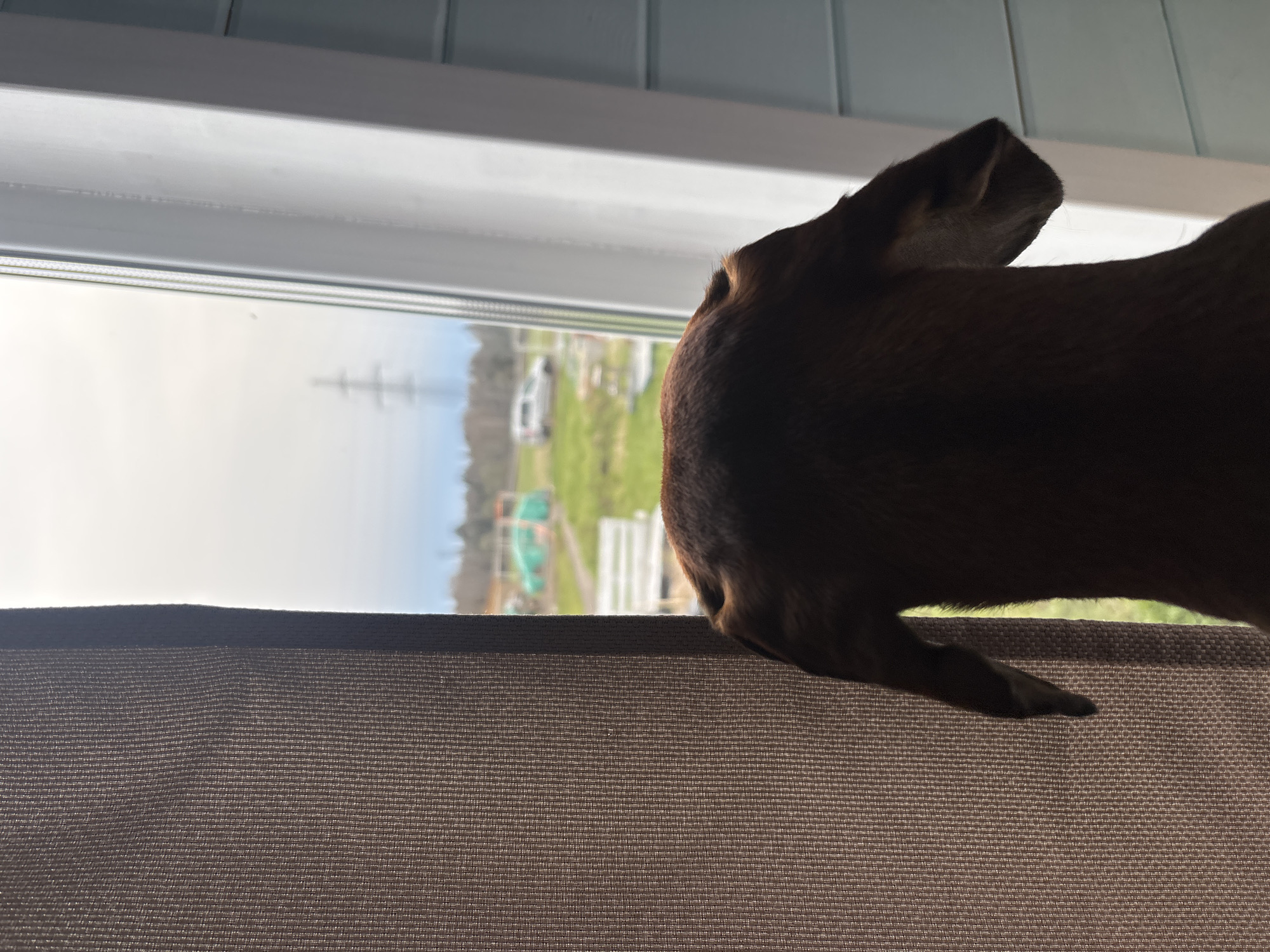 A brown dog is positioned at a window, looking out towards a view featuring an overcast sky, trees, and structures that appear to be in the city of Раздолье, Russia. A power line is visible in the distance. The dog is partially obscuring the view with its head and shoulder. A textured brown window shade is in the foreground. The indoor environment is further defined by a light blue-grey paneled wall near the window.