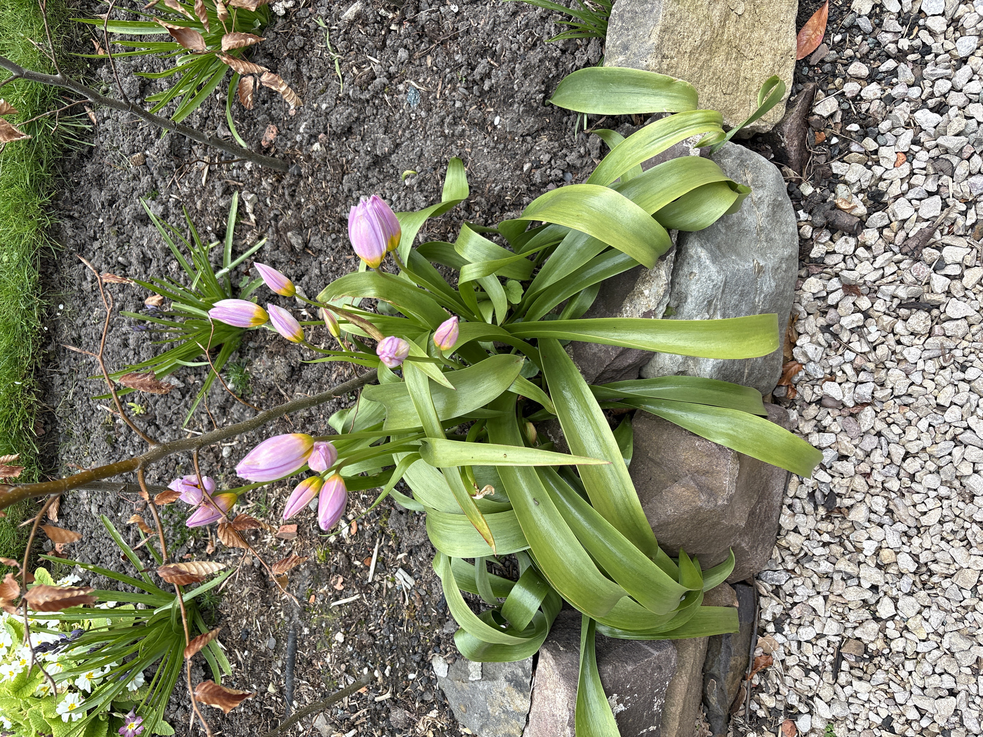 The image depicts a cluster of budding pink tulips nestled between two rough-hewn stones in a garden bed. The flower buds are mostly closed, showing a pale yellow base. The tulips are surrounded by long, light green leaves that curl and droop. The garden bed consists of dark brown soil bordered by the stones and small gray gravel. There is also a thin twig going across the picture.
Based on the surrounding conditions, it seems likely the picture was taken in Longden, United Kingdom.