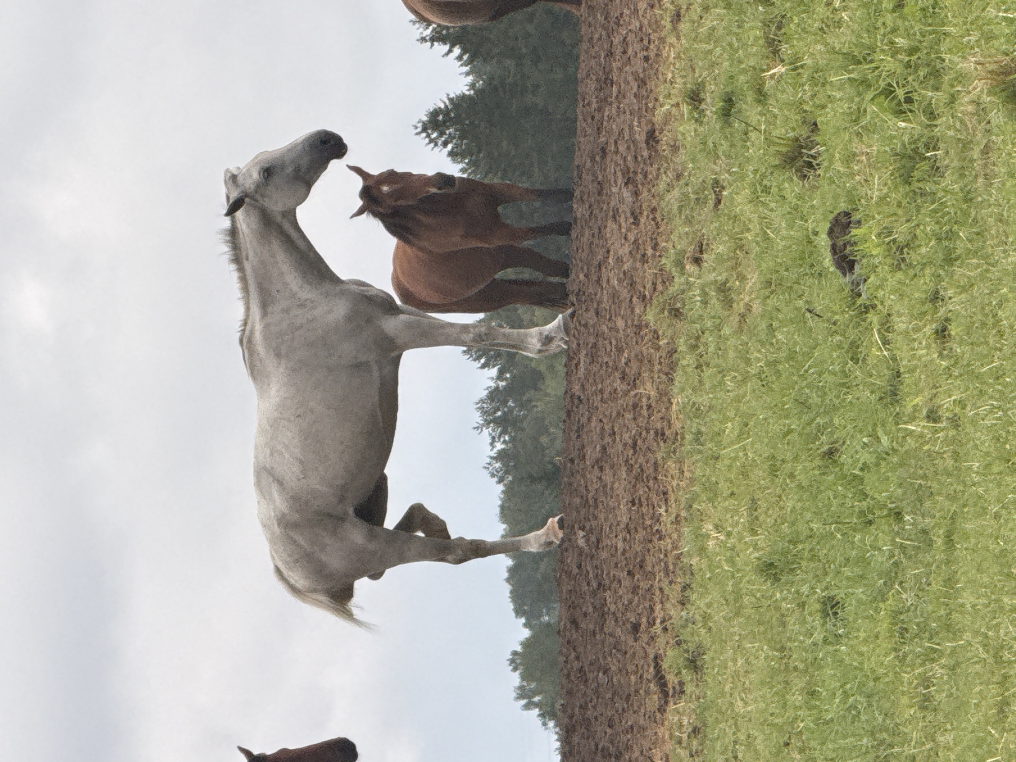 The image depicts a herd of horses on a muddy incline in Galinė, Lithuania. A large, light gray horse stands prominently in the center, its body angled to the right and its head turned slightly left, facing away from the camera. To its right, a smaller, brown horse stands facing the camera, with a white marking on its forehead. Another brown horse's hindquarters are visible on the far right, also facing away. In the background, a line of trees forms a dark silhouette against an overcast sky. The foreground consists of green grass.