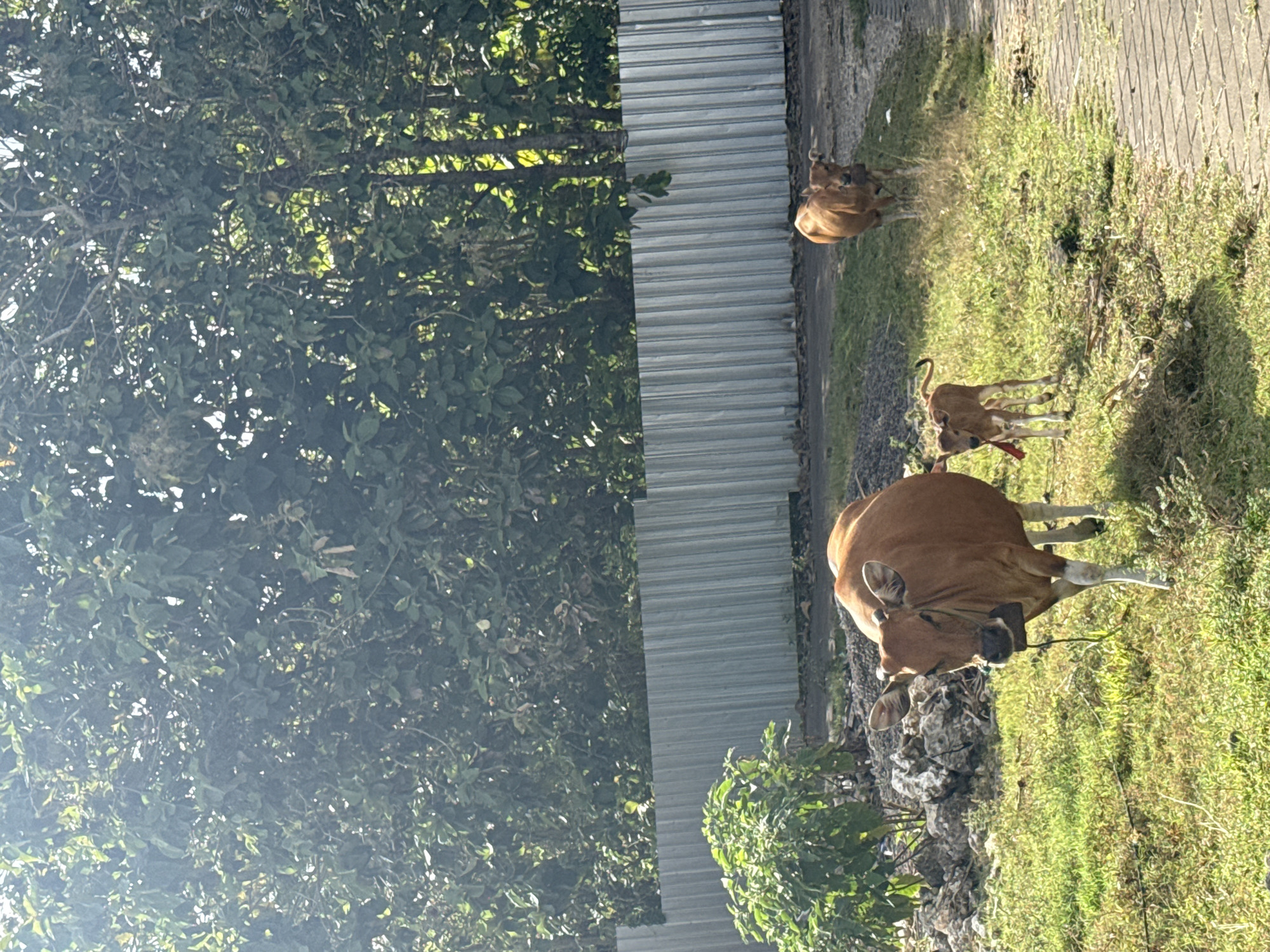 In Kuta Selatan, Indonesia, two brown cows and a calf walk across a grassy area adjacent to a paved path. The larger cow in the foreground has a bell around its neck. Behind them, a second cow is visible. A metal fence runs horizontally across the background, with lush green trees and foliage behind it. Sunlight streams in from the left, casting shadows on the ground.
