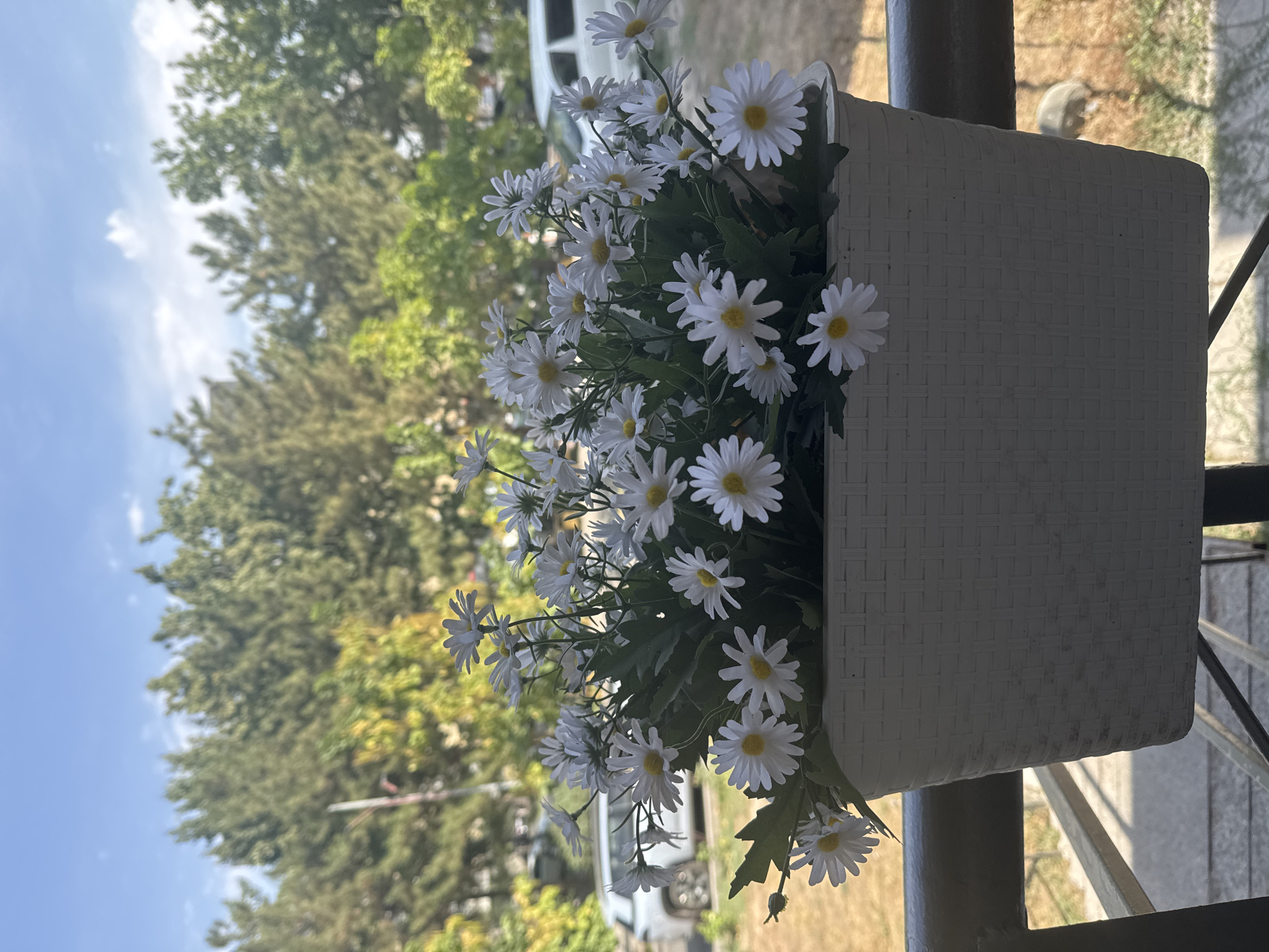A white rectangular planter filled with white daisies with yellow centers sits on a dark railing. The planter is positioned outdoors, in front of a background of green trees and a blue sky with a few white clouds. In the distance, a white SUV is parked. The sun is shining, casting shadows and illuminating the scene. The overall impression is a bright and pleasant outdoor setting, likely a balcony or patio in a residential area of Bishkek, Kyrgyzstan, given the presence of trees and parked vehicles common in urban environments there.