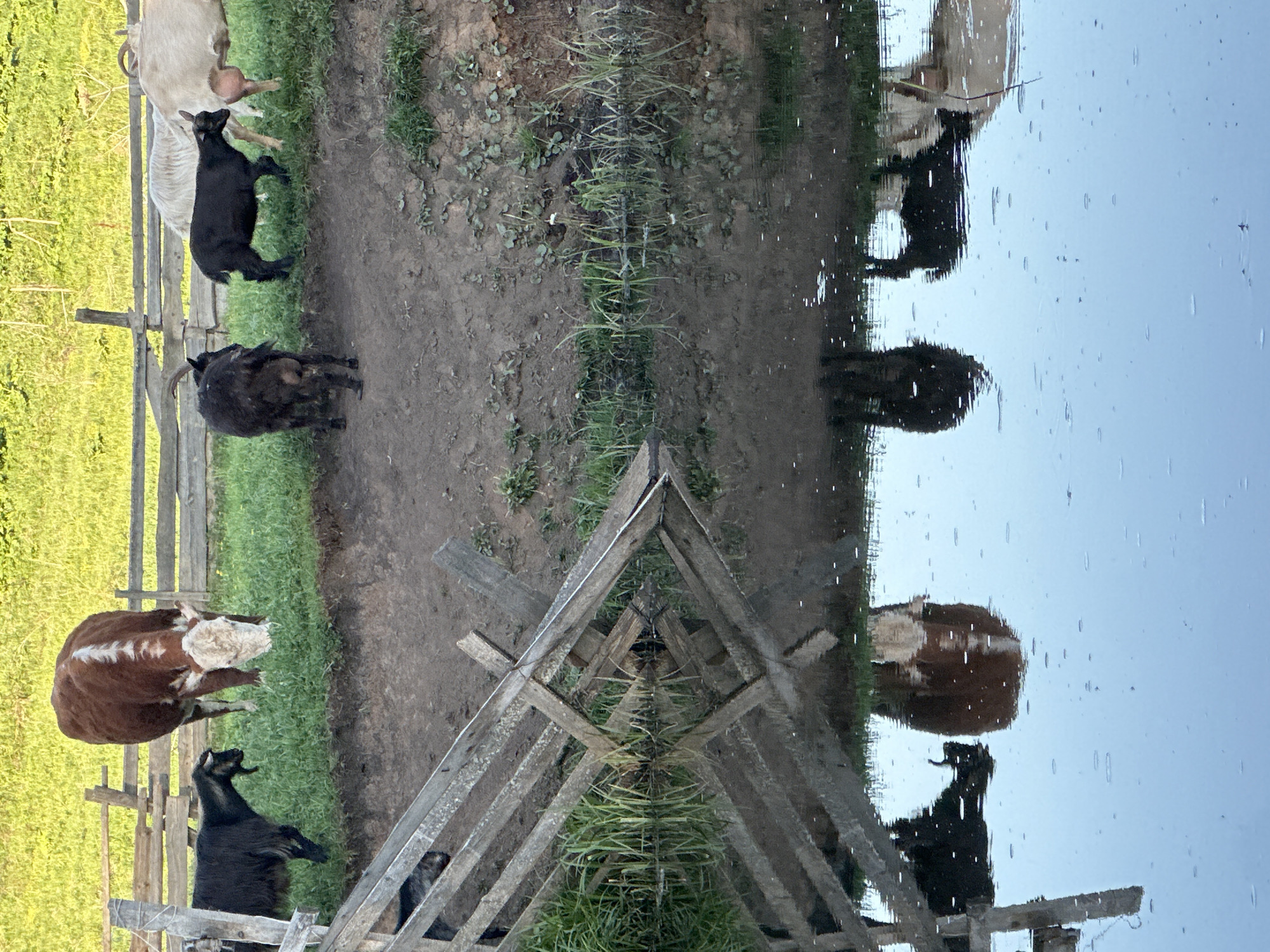 The image depicts livestock near a water source, seemingly a small pond or stream. There are several goats of varying colors (black, brown and white, and cream) and a brown and white cow. A wooden fence and a triangular wooden structure are also visible. The environment includes green grass, dirt, and mud. The water surface reflects the animals and surrounding objects, creating a mirrored effect. It's difficult to ascertain the exact location in the city of Альняш, Russia from the image alone, as the scene appears rural with farm animals and wooden structures, providing no readily identifiable urban landmarks.