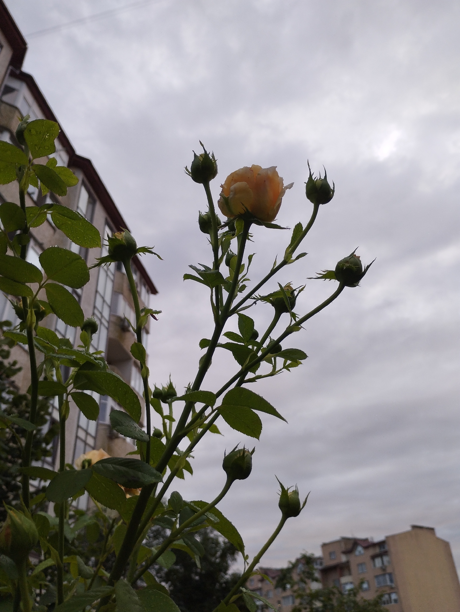 A cluster of rose buds and one open yellow rose are silhouetted against a cloudy sky. The rose bush is in the foreground, with a multi-story building to the left and a smaller building and trees in the background. The image was taken in Velykodolynske, Ukraine. There are no people or animals visible in the image. The scene is quiet and appears to be from an overcast day.