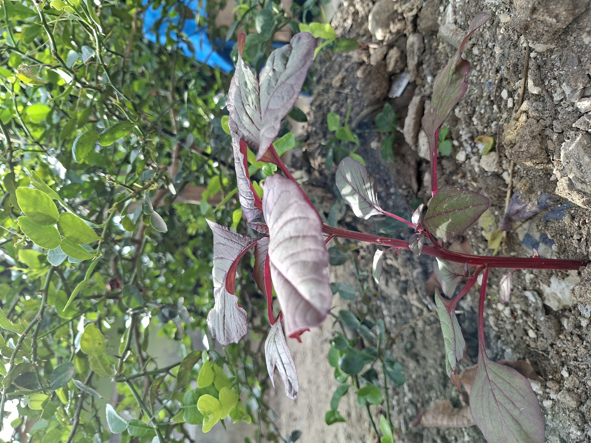 The image shows a close-up of a plant with red stems and greyish-purple leaves. The plant appears to be growing on a patch of dry, rocky soil. To the left, there's a leafy green bush or shrub. The location is indicated as Kutaglumpang, Indonesia.
