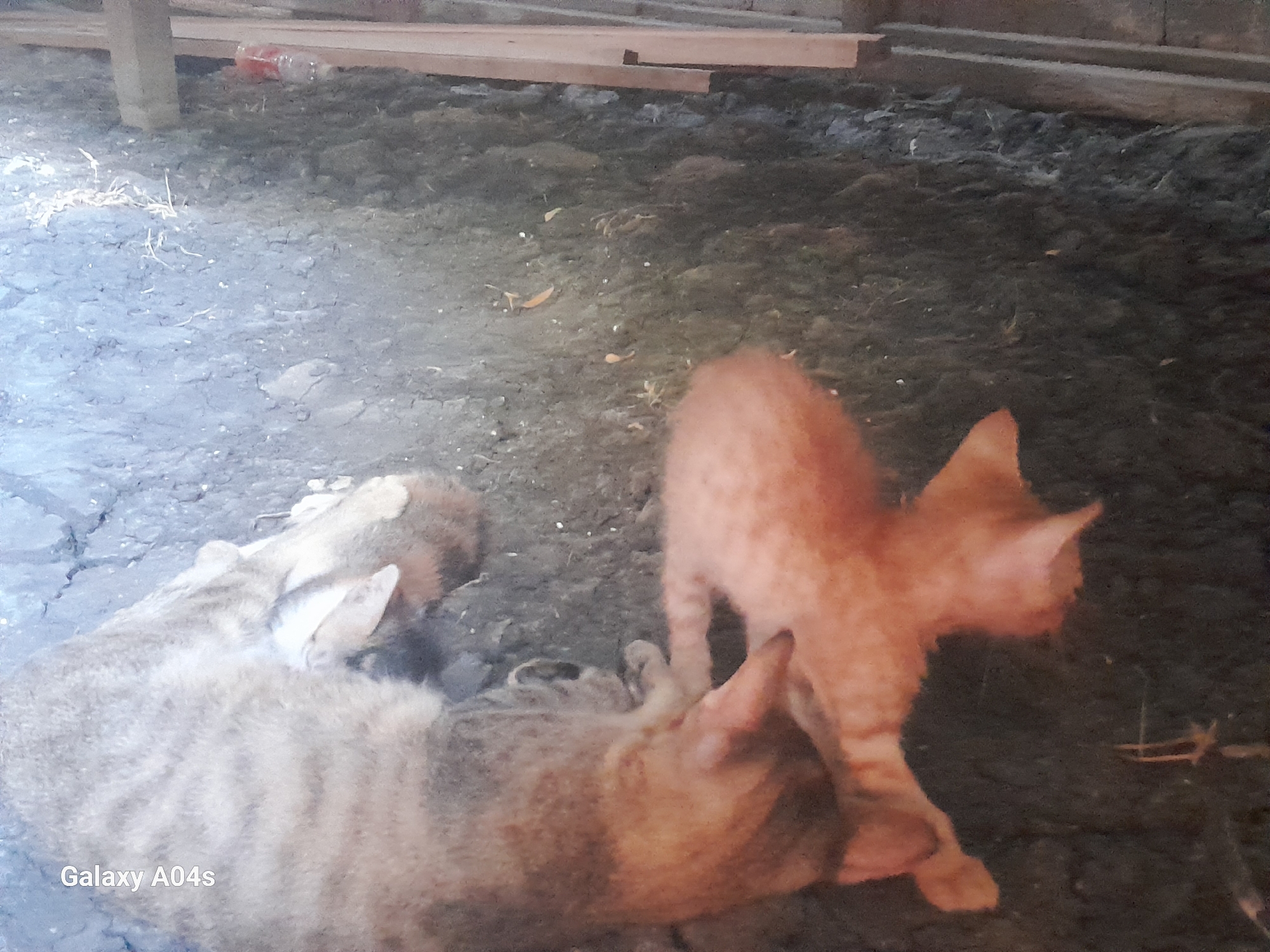 A ginger kitten stands over two tabby cats lying on the ground. The tabby cats appear to be napping or resting, with their bodies curled together. The ground is dark and appears to be dirt or soil, with some scattered debris. In the background, there are wooden planks and a blurry red object. The image is taken outdoors, possibly in a rural or undeveloped area. The timestamp in the bottom left corner indicates "Galaxy A04s". There is no information available regarding the location in the city of Pilangpayung, Indonesia.