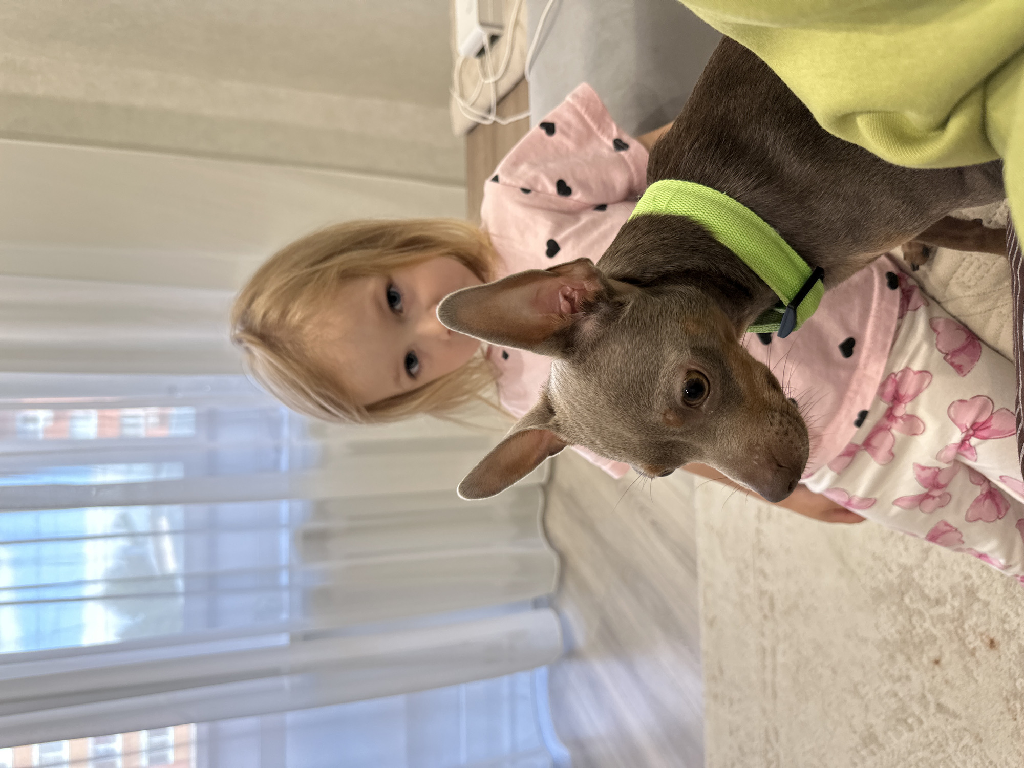 A vertically oriented indoor photograph, taken at eye level, captures a young blonde child and a small dog in close proximity, likely within a home in Chaikovsky, Russia. The image itself is rotated 90 degrees to the left.
In the background on the left, a blonde child with blue eyes looks directly towards the viewer with a neutral and curious expression. She is wearing pink pajamas; one part has a black heart pattern, while another section, possibly a blanket or part of her sleepwear, shows a pink floral design. A lime green garment is visible near the dog, likely part of the child's attire or a blanket.
The dog, a small, short-haired breed with brown-grey fur, is positioned in the foreground on the right. It wears a distinctive bright lime green collar. The dog's head is tilted downwards and slightly away from the camera, with its large, alert ears visible.
The setting appears to be a brightly lit room, suggesting daytime. Behind the child, white vertical blinds cover a window. Faint reflections of multi-story buildings can be seen through the blinds, indicating an urban or suburban environment. The floor visible is light-colored, possibly wood or laminate. The child and dog seem to be on a light-colored piece of furniture, such as a sofa or bed. No visible text is present in the image.