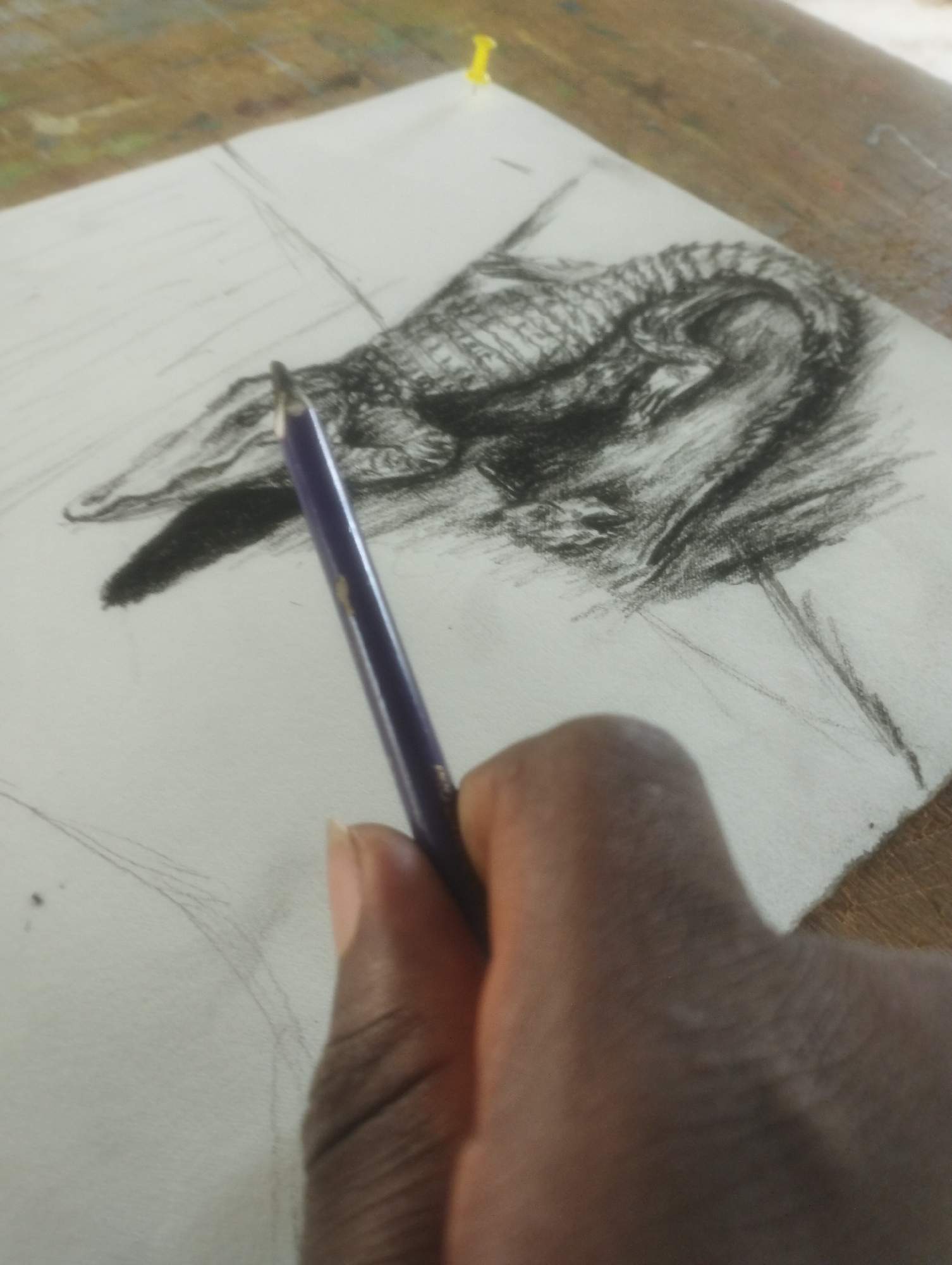 The media file depicts a close-up, overhead shot of an artist's hand holding a purple pencil, actively drawing on a piece of white paper. The drawing itself appears to be a charcoal sketch of an alligator. The alligator is positioned in the upper half of the paper, with its head to the left and its body curved to the right. Shading and textured lines are visible, suggesting the rough skin and form of the reptile. The drawing is unfinished, with lighter, more gestural lines indicating the initial stages of composition in the lower left and right sections of the paper.
The setting appears to be an outdoor workspace or a room with natural light, suggested by the wooden surface visible at the top and right edges of the frame, which has a slightly weathered appearance. A yellow thumbtack is also visible at the top edge, securing the paper to the surface. The lighting is diffused, casting soft shadows. The hand holding the pencil is that of a person with dark skin, and the pencil itself is a vibrant purple with a sharpened graphite tip. The focus is primarily on the drawing process, highlighting the interaction between the artist's hand, the pencil, and the paper. The overall mood is one of focused creativity. There is no visible text in the image.