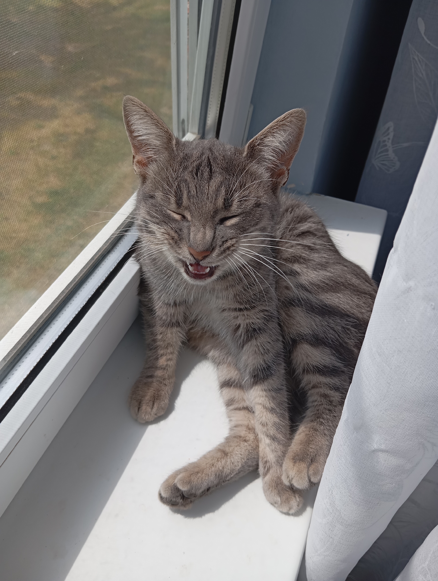 A gray tabby cat sits on a white windowsill in front of a closed window with a screen, situated in Baksan, Russia. The cat's eyes are closed, and its mouth is open, revealing its teeth. The cat is positioned between the window frame and a sheer white curtain. Sunlight illuminates the cat and the windowsill. Outside the window is a view of grass.