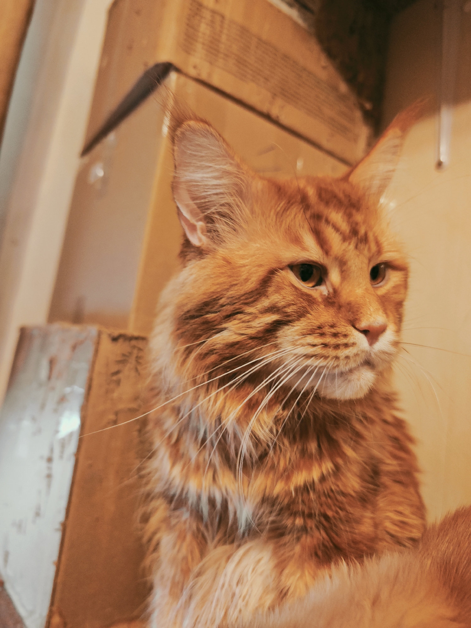 A close-up, medium shot captures the head and upper body of an orange tabby Maine Coon cat. The cat is positioned in the center of the frame, looking to the right with its ears alert. Its fur is a mix of warm orange and darker tabby stripes, with a prominent mane and long white whiskers. The background consists of stacked cardboard boxes, appearing to be in an indoor setting. The lighting is warm and slightly dim, creating an intimate atmosphere. The image is rendered in a slightly vintage or artistic style with a warm color tone. There are no people or other animals visible in the frame. The location in the city of Abakan, Russia, is not discernible from the image itself; it's a generic indoor scene.
