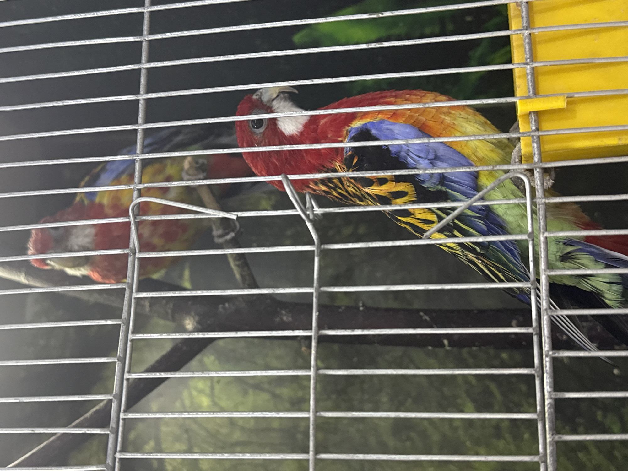 The image shows two rosellas in a cage. The bird on the right has a red head and breast, orange upper body, and blue and black wings with yellow edges. The bird on the left has similar coloring but is partially obscured. The cage is made of silver metal bars. There is a yellow feeding container attached to the right side of the cage. The background is a blurry image of green foliage. The location is Unknown, Unknown.