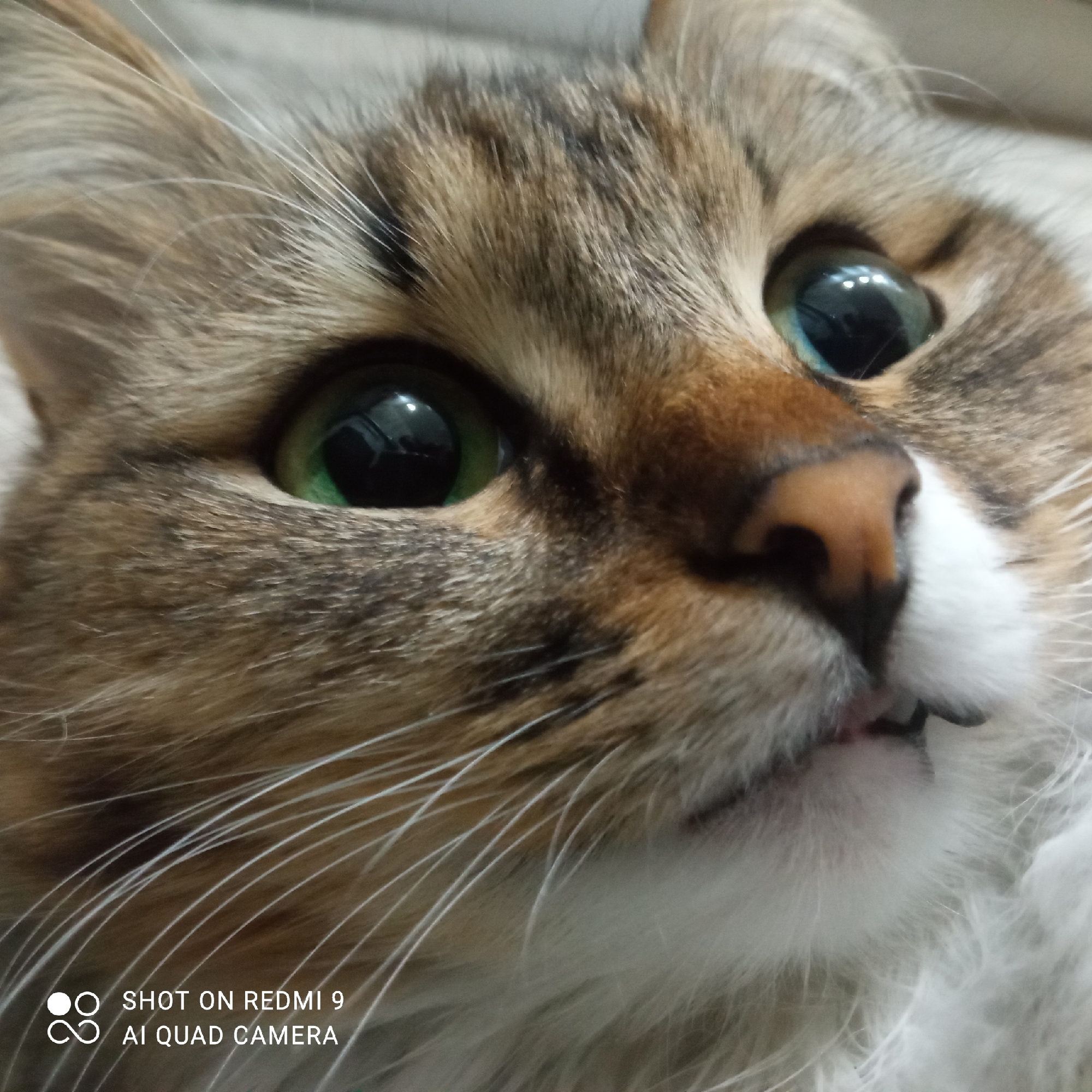 A close-up photograph features the face of a tabby cat with green eyes. The cat has brown and gray fur with white whiskers. Its nose is pink. Two small teeth are visible near the mouth. The background is out of focus, appearing light beige. The lower left corner of the image contains the text "SHOT ON REDMI 9 AI QUAD CAMERA". The location is not discernible from the image.