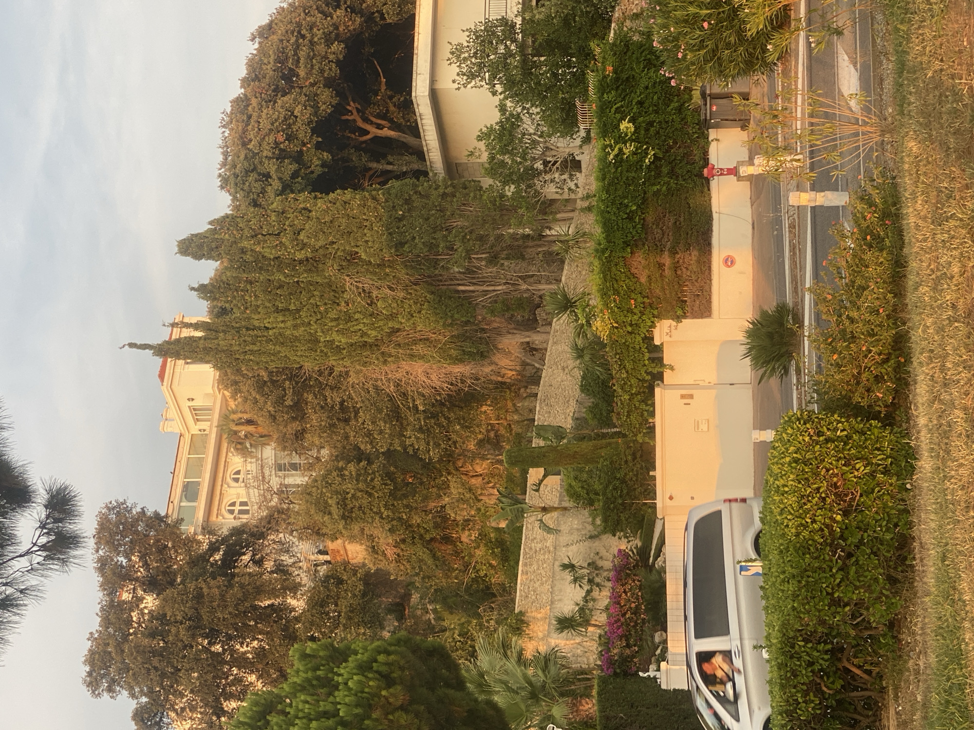 The image depicts a street scene in Antibes, France, during what appears to be the late afternoon or early evening, with the golden hour light casting long shadows and illuminating the scene with a warm glow.
In the foreground, lush green grass and bushes line the edge of a paved road. A silver van is captured in motion, driving on the right side of the road. The driver, a person with light-colored hair, is visible behind the steering wheel, looking ahead. The van has tinted windows and a white marking on its side.
Adjacent to the road, a white wall with a modern architectural design runs horizontally. Behind this wall, the terrain slopes upward, covered with dense vegetation and trees, including tall cypress trees and broad-leafed trees. A white building with multiple windows and a red-tiled roof is partially visible at the top of the slope, nestled among the trees. Another white building, a more modern structure with a balcony, is situated on the right side of the image, also surrounded by greenery.
A red fire hydrant stands prominently on the right side of the road, next to two trash bins. Potted plants and flowering bushes with pink and orange blossoms are scattered throughout the scene, adding pops of color to the environment. The overall impression is one of a well-maintained, upscale residential area in a Mediterranean setting.