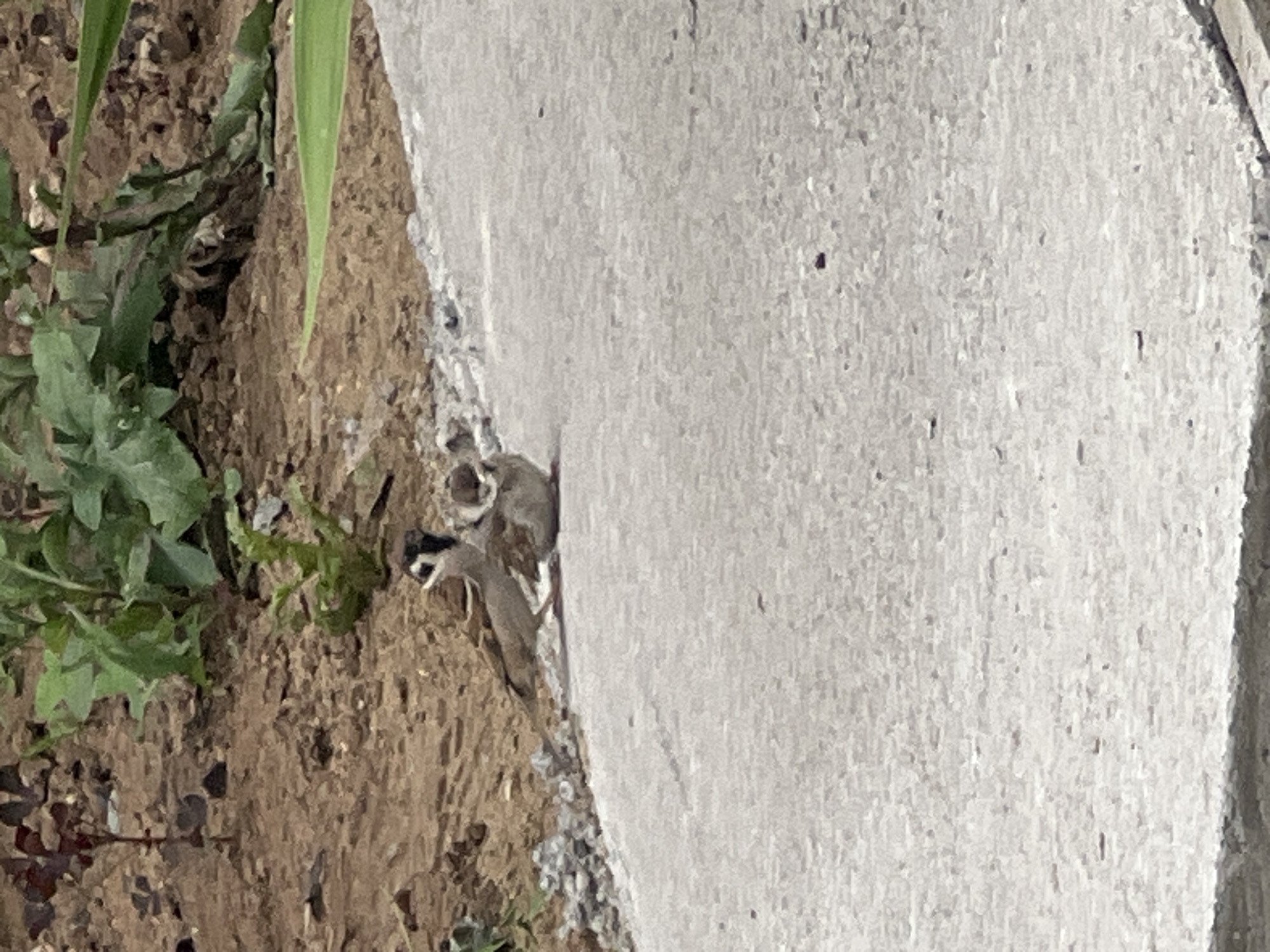 The image depicts a small bird with open beak, likely a chick, nestled in the dirt next to a light-colored concrete structure. Green vegetation sprouts from the dirt to the left of the bird. The concrete surface is textured and appears to be outdoors, possibly a curb or a wall. The lighting suggests it is daytime, with shadows indicating sunlight. The scene is natural and quiet, with the focus on the vulnerable bird. No people, text, or specific weather conditions are visible. The location context provided is Chaikovsky, Russia.