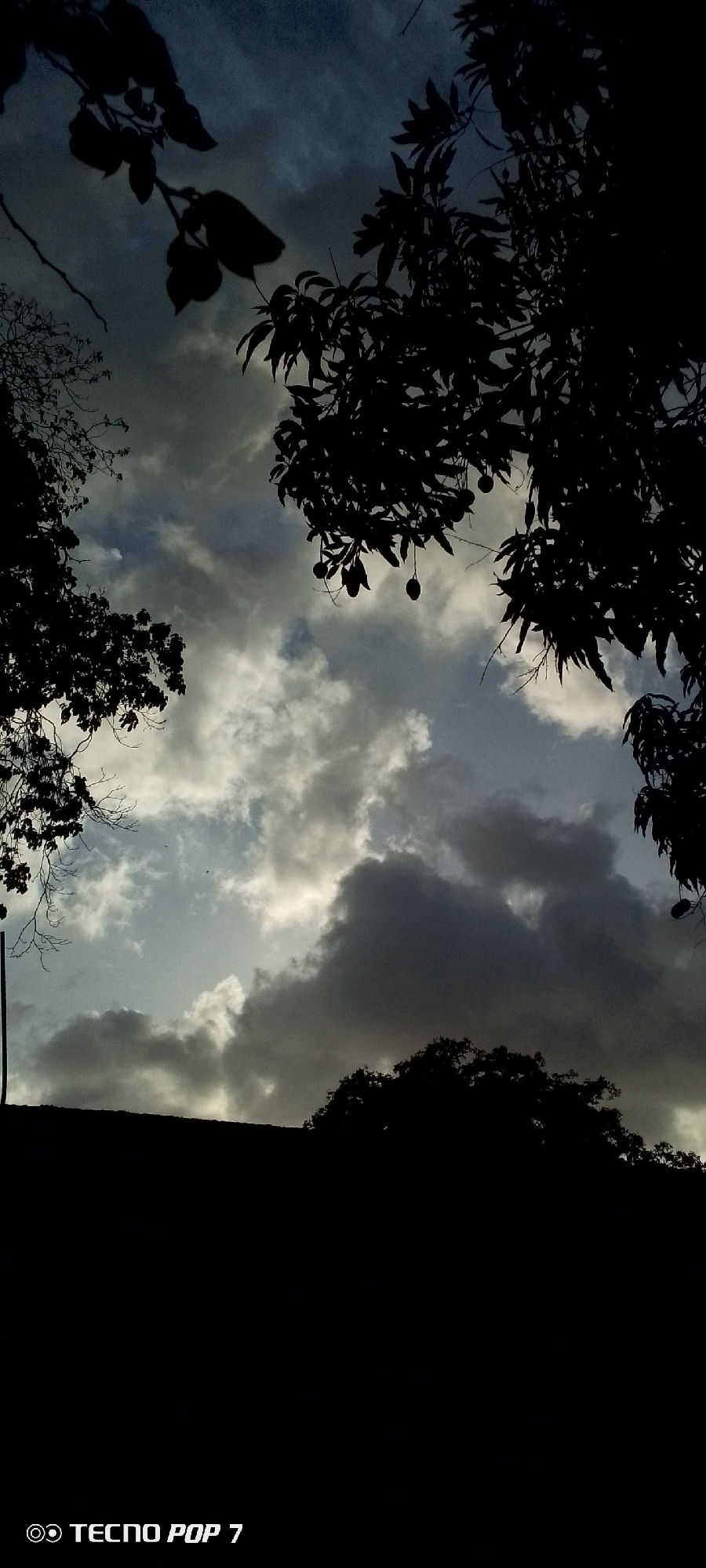 This is a vertical, silhouetted photograph of the sky with tree branches and foliage framing the scene. Dark clouds, with patches of lighter sky peeking through, dominate the upper portion of the image. Several branches from trees, rendered in black silhouette, extend from the top and sides of the frame, with some leaves and what appear to be mangoes hanging from one of the branches on the right. In the lower part of the image, a dark silhouette of a rooftop or elevated ground is visible, with more tree foliage silhouetted against the sky. The bottom left corner of the image contains a white watermark that reads "TECNO POP 7". The scene appears to be an outdoor environment, likely a residential area, capturing a moment of the sky before or during twilight, with heavy cloud cover. The location is identified as Altagracia, Venezuela.