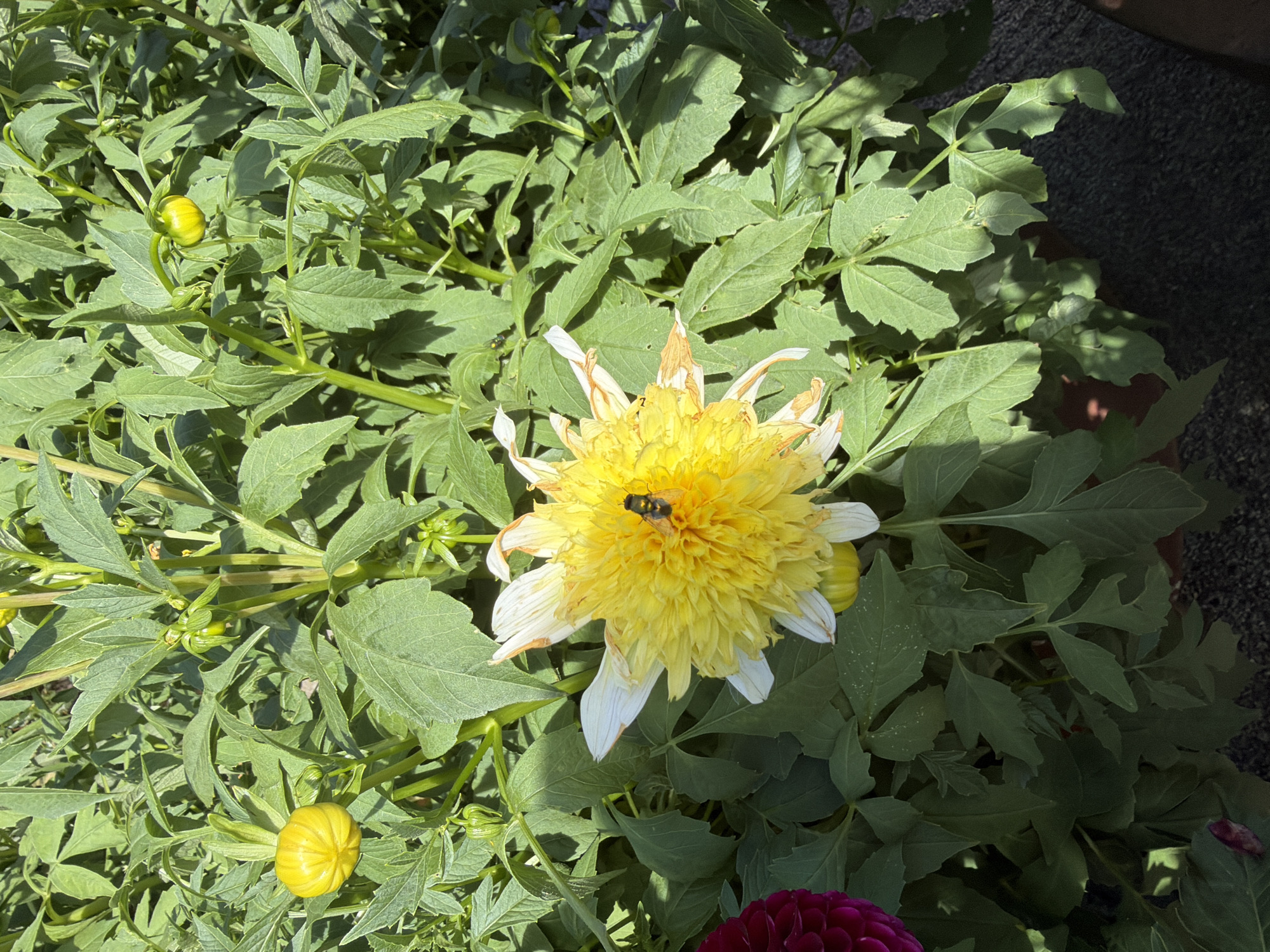 The image shows a close-up view of a flowering plant, likely a dahlia, with bright yellow petals and some green leaves. A small bee is visible on the yellow flower, apparently collecting nectar. In the background, there are more green leaves and several unopened buds. The scene appears to be outdoors, possibly in a garden or park, as evidenced by the natural lighting and the presence of plants. The specific location in Växjö, Sweden, is not determinable from the image alone, as it lacks any landmarks or contextual clues that would identify a precise spot within the city. The image captures a moment of nature's activity, with the bee interacting with the blooming flower under natural daylight.