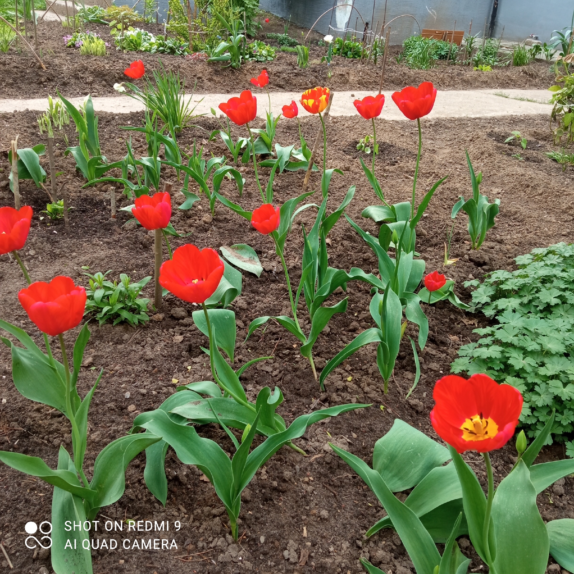 The image depicts a garden in the city of Chaikovsky, Russia, filled with blooming red tulips. The tulips are planted in dark brown soil. A walkway runs along the back of the garden. Various other plants and greenery are scattered throughout the garden and in the background. In the upper-right corner, a section of a building is visible. The image was taken with a Redmi 9 AI Quad Camera.
